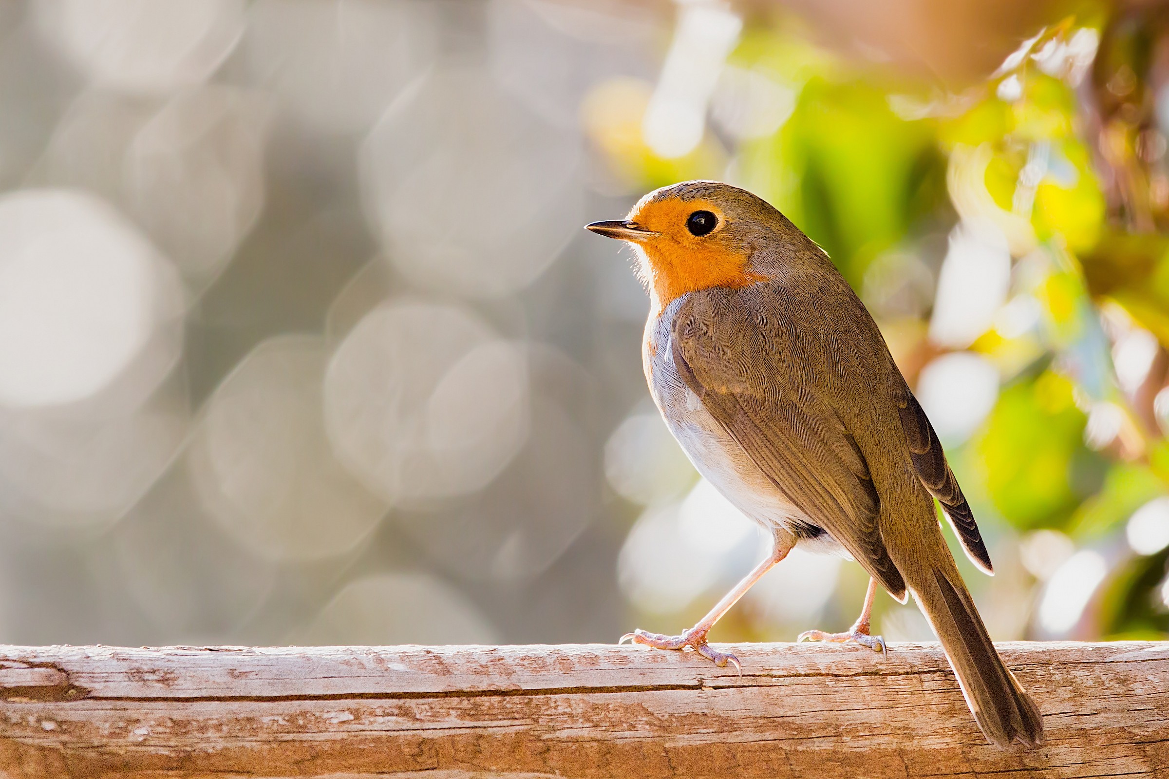 My friend Petty - 02