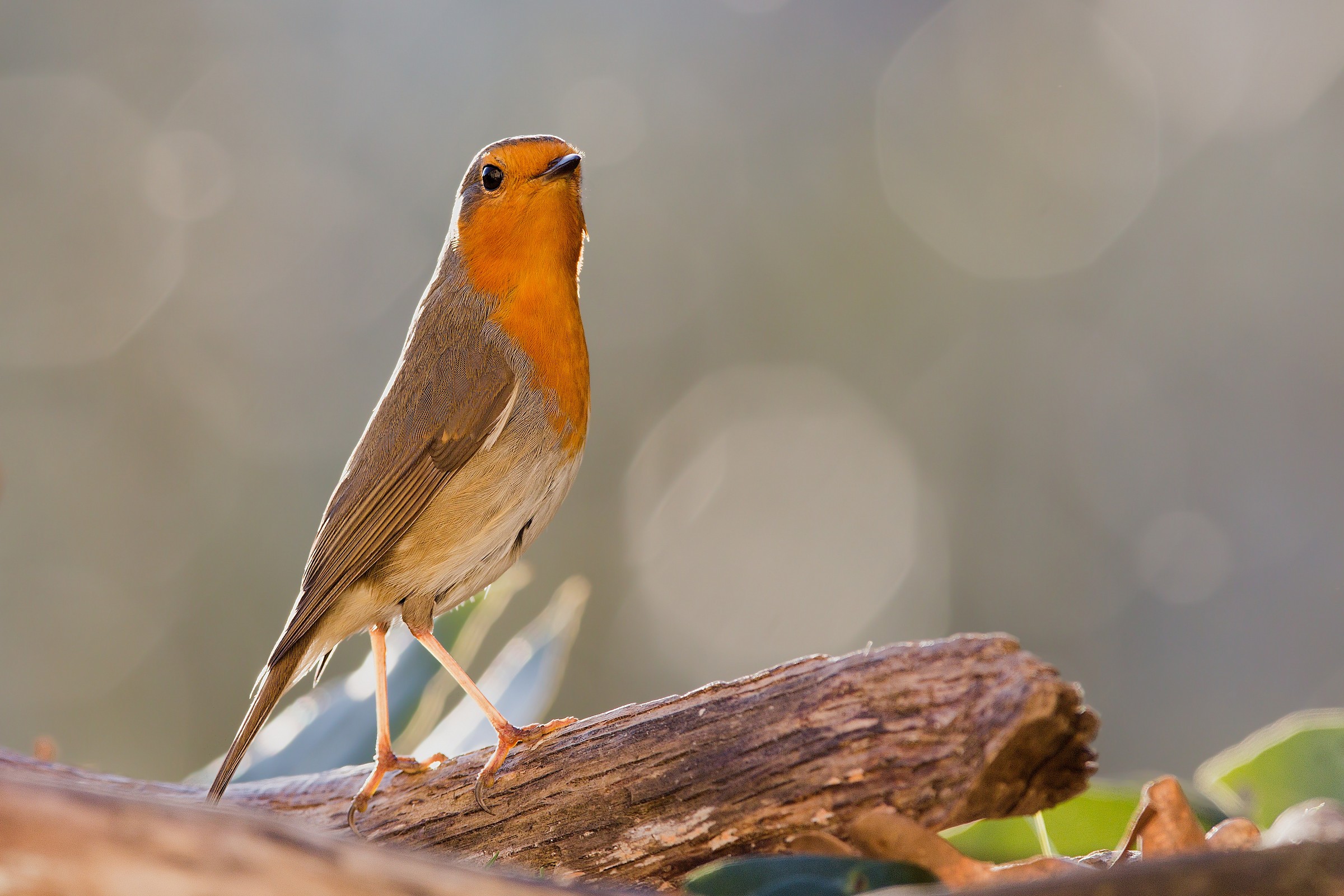 My friend Petty - 05