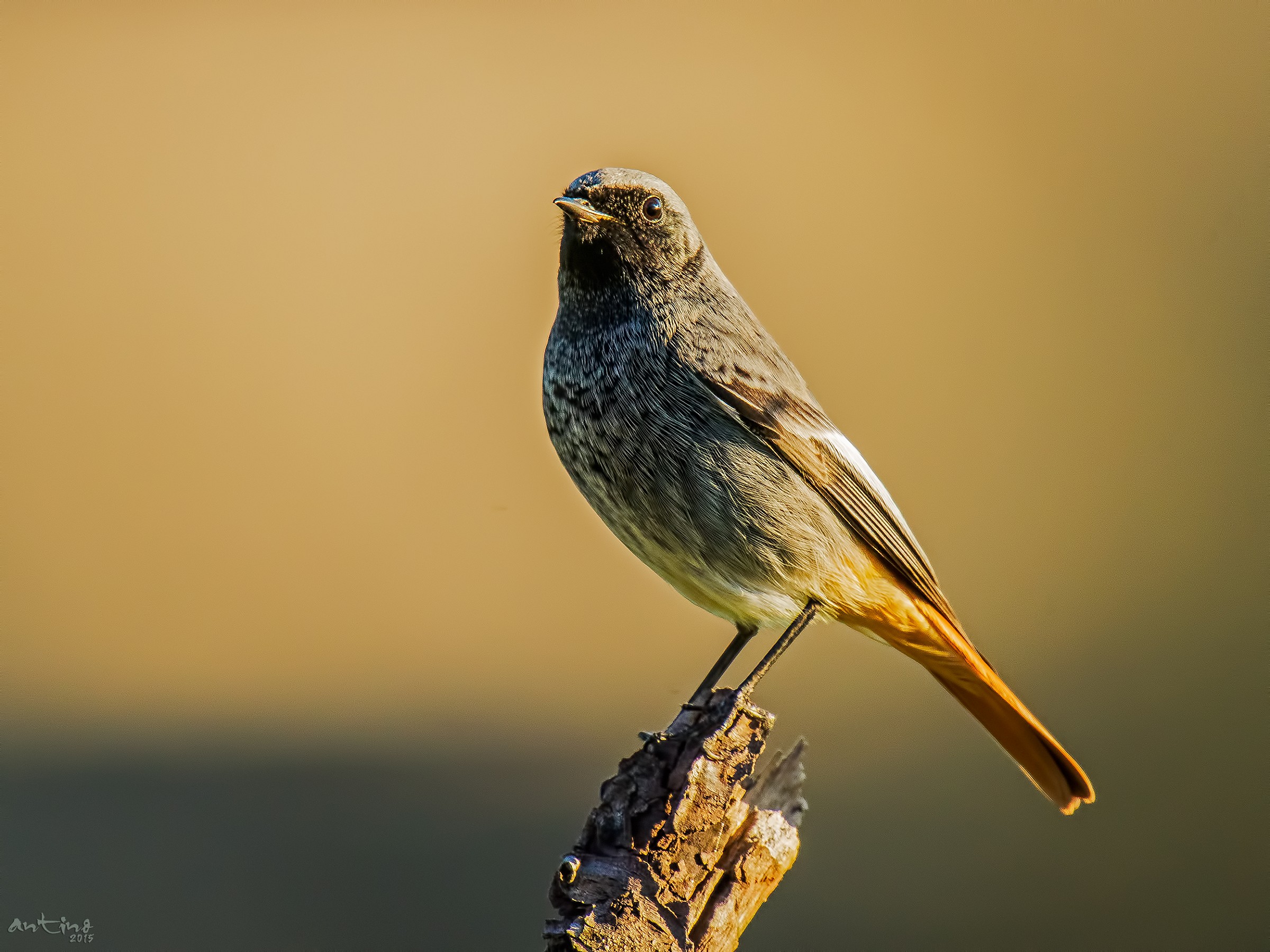 Codirosso spazzacamino