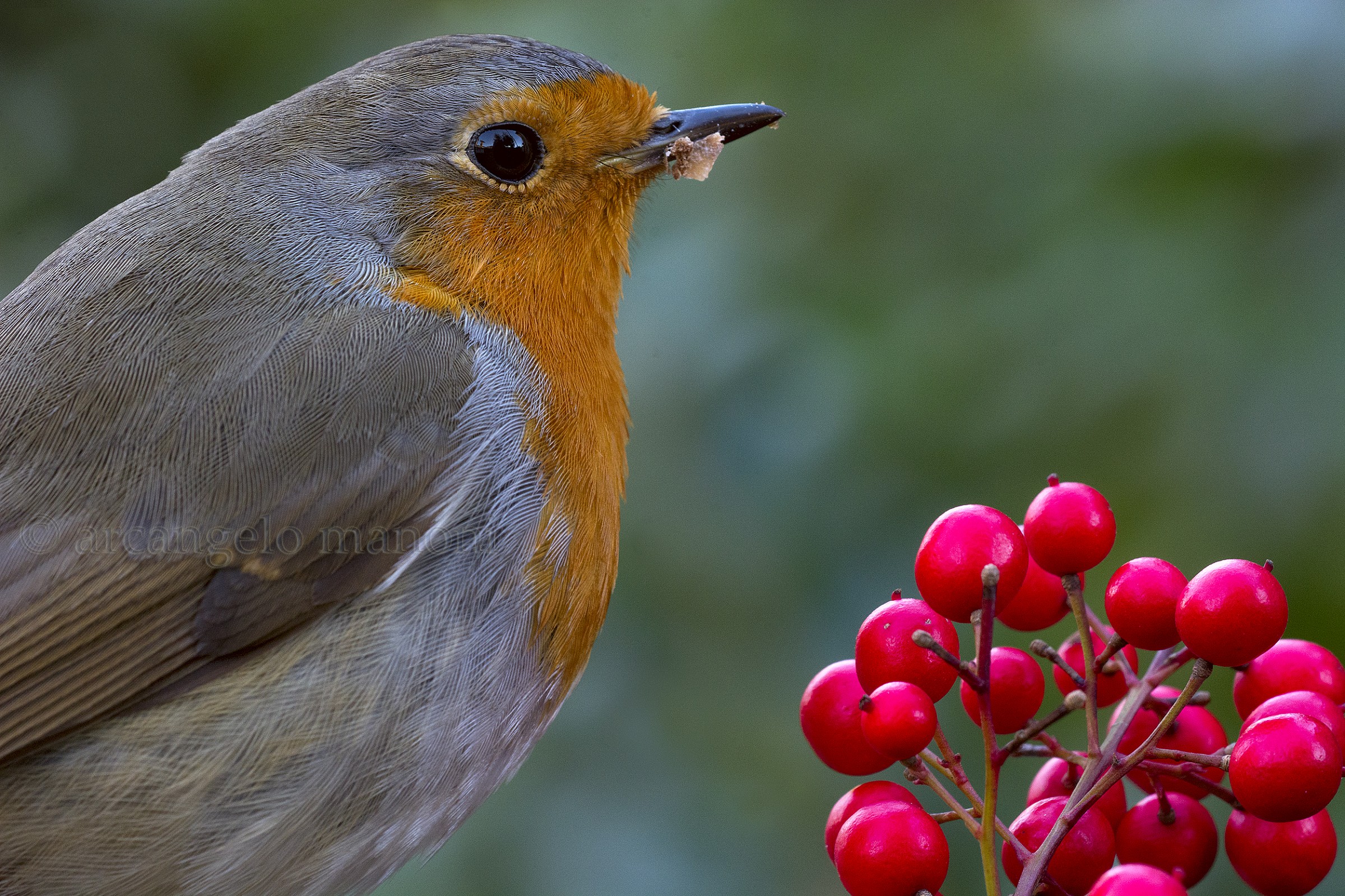 Robin and red berries