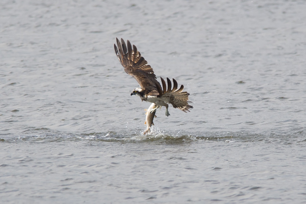 Falco fishing, caught!