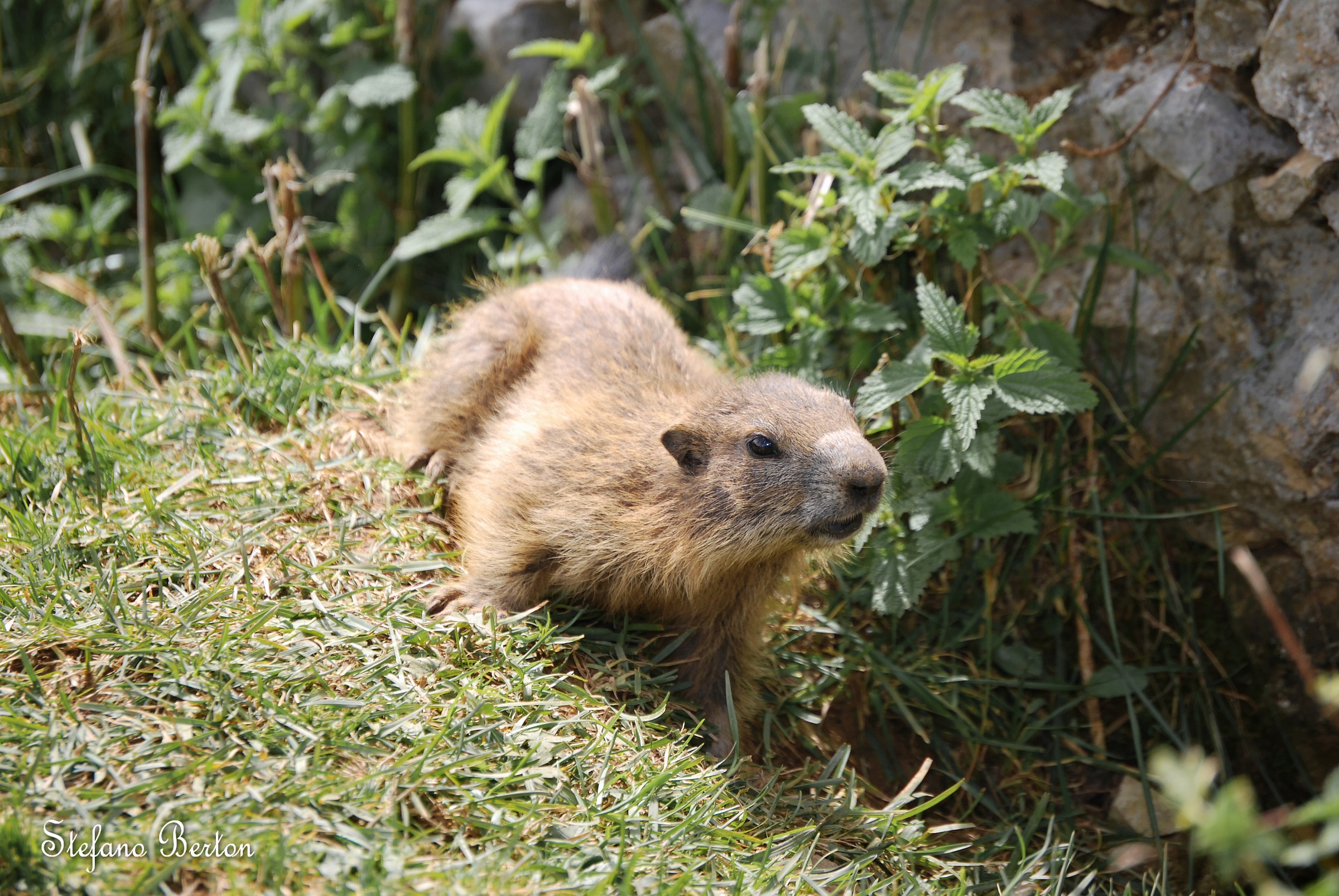 Marmotta a Cima Larici