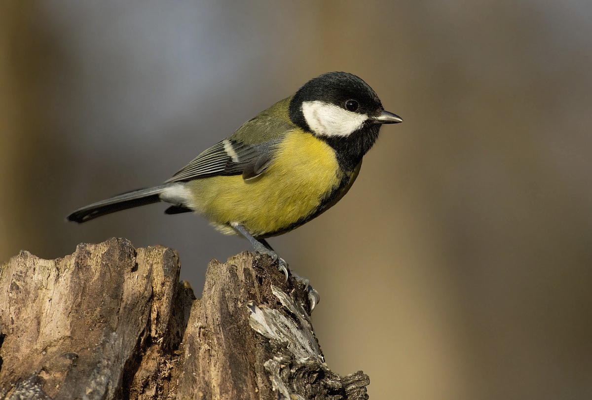in mancanza d'altro oggi cinciallegra
