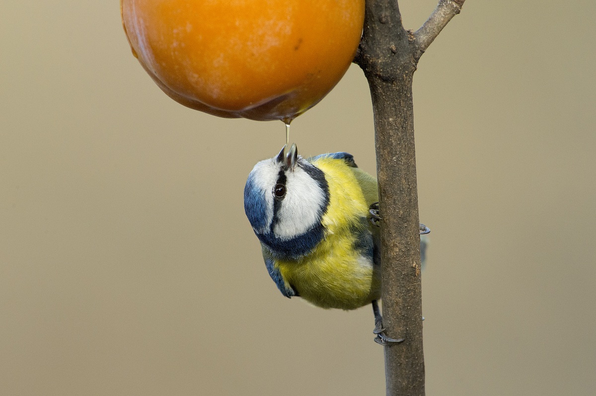 succo di caco alla spina