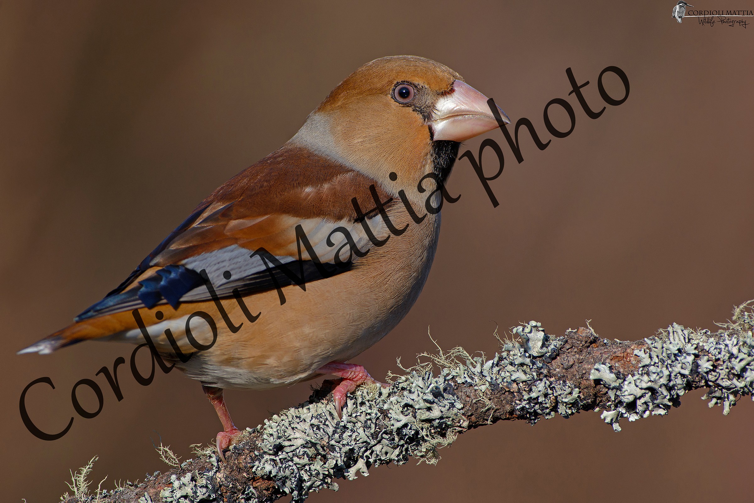 First click frosone 2015