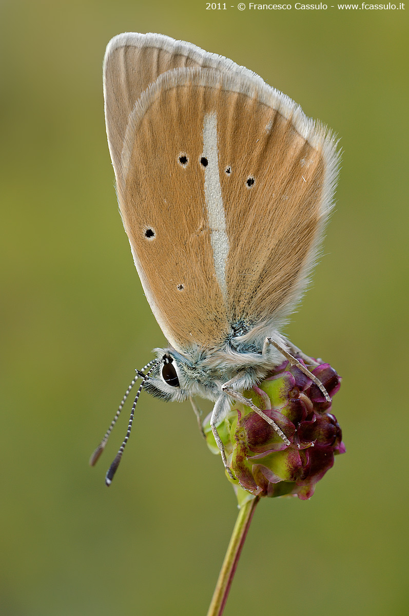 Polyommatus damon Denis & Schiffermüller, 1775