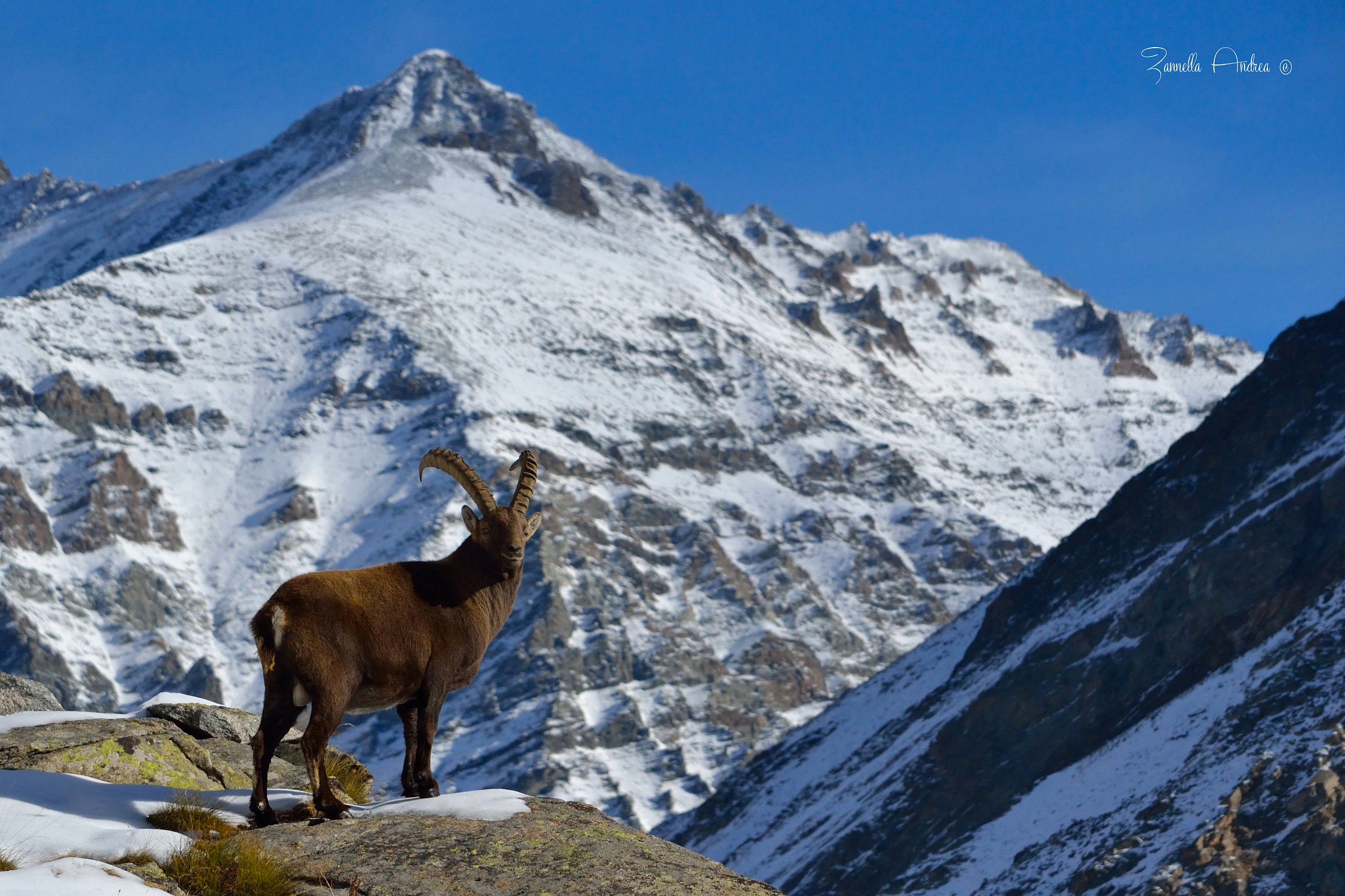 The King of the Alps
