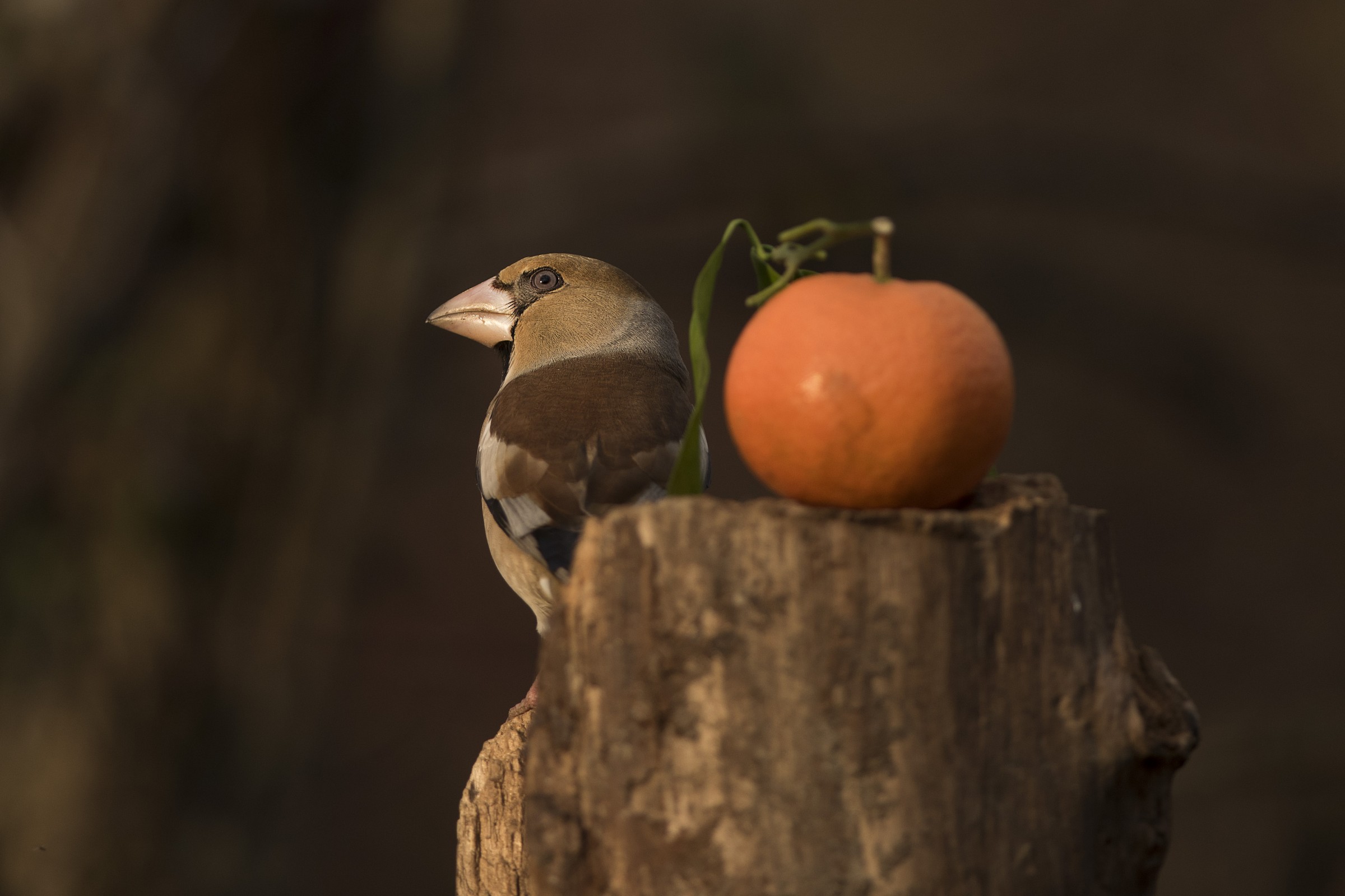 ...non lo so,ma non mi convince...