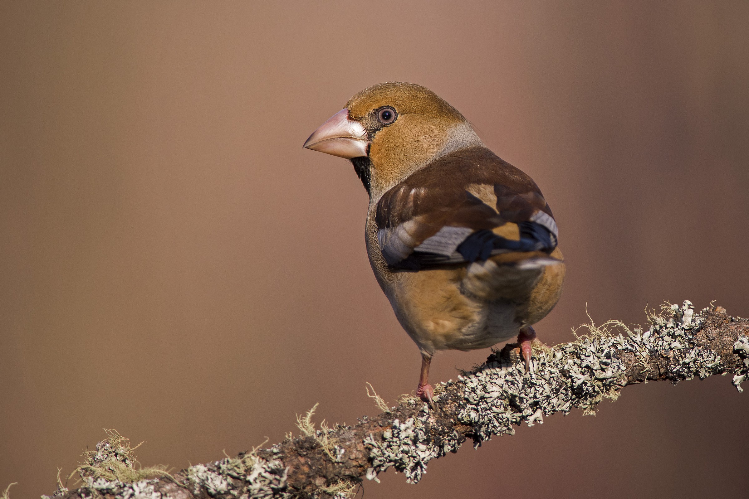 frosone he heard that I gave him the rude