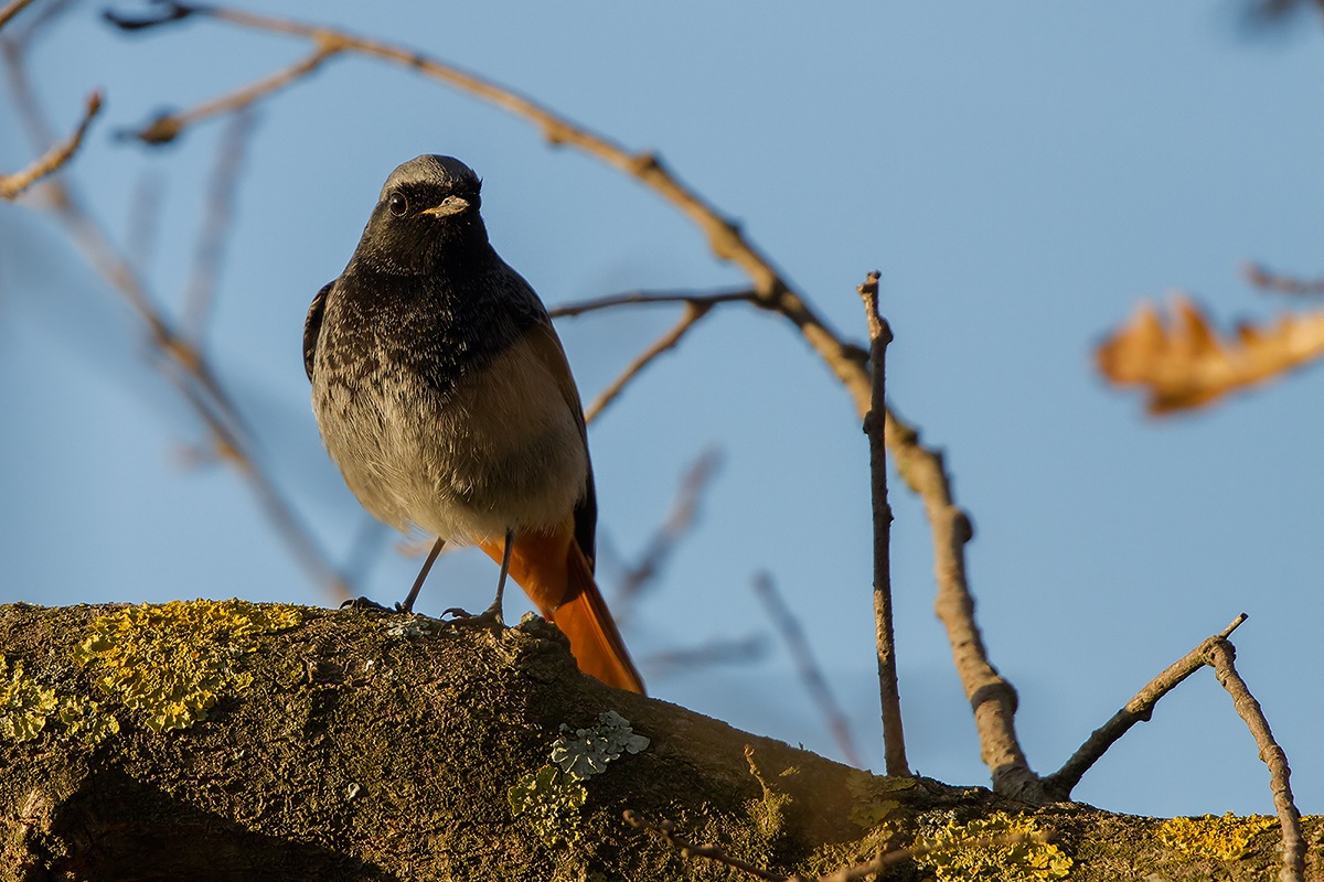 Codirosso spazzacamino maschio