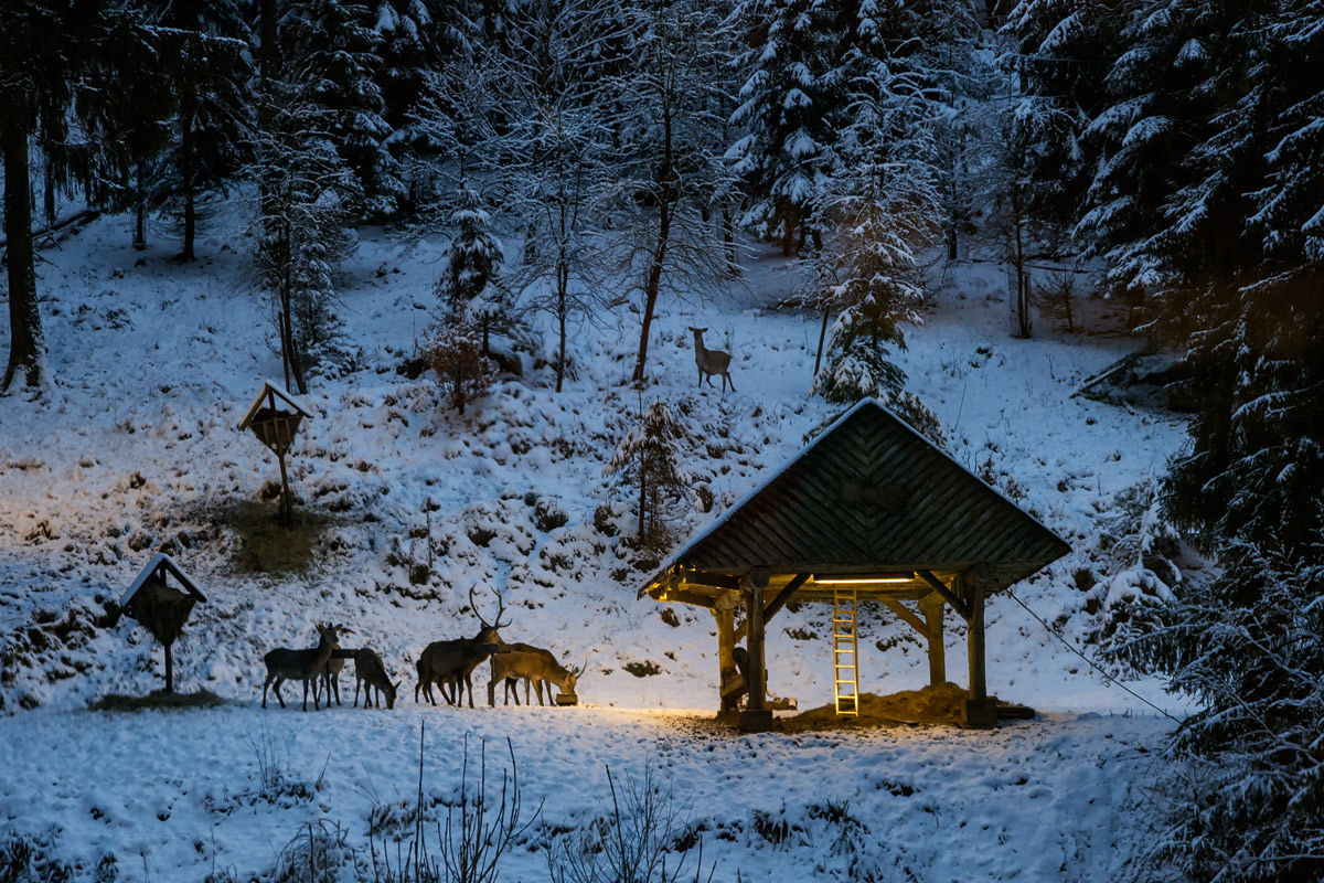 Feeding of the game animals