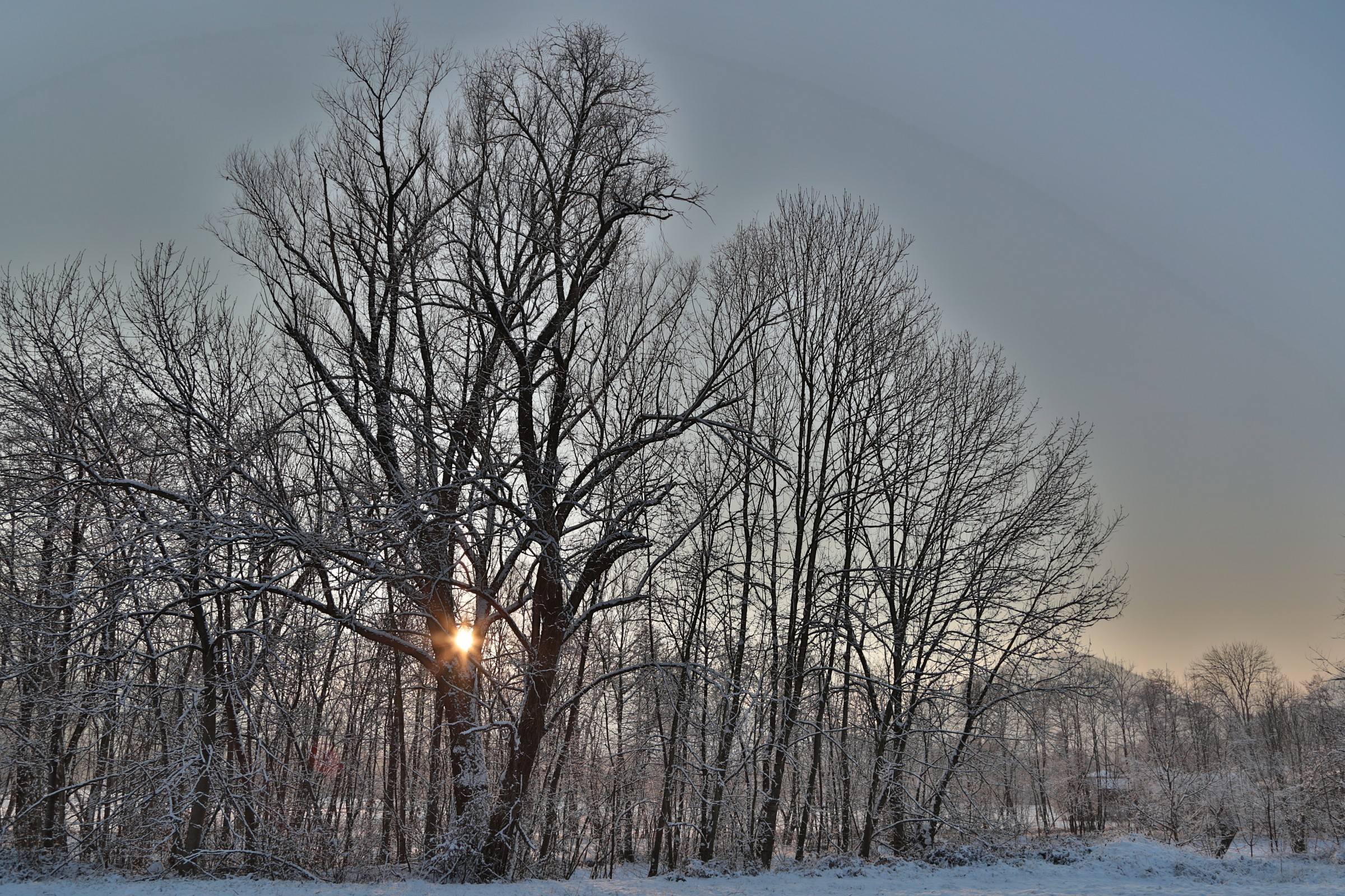 the shaft also carries the sun