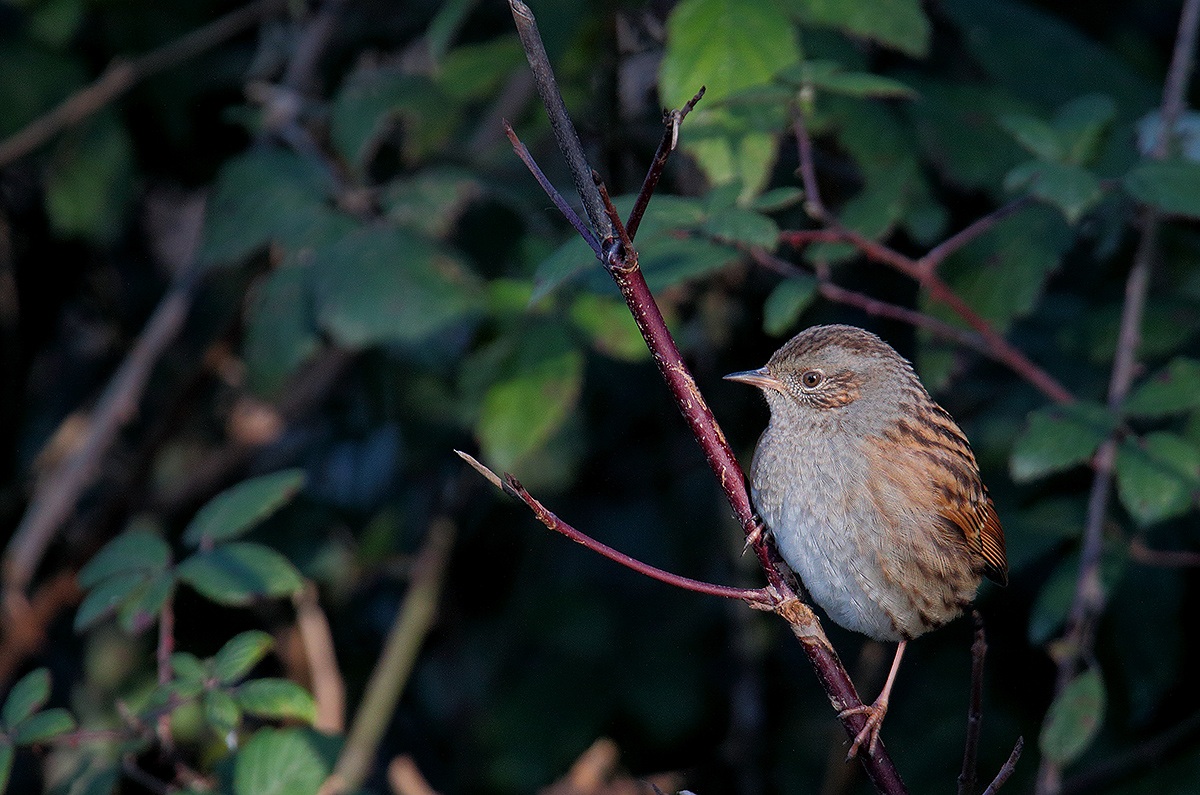 Dunnock