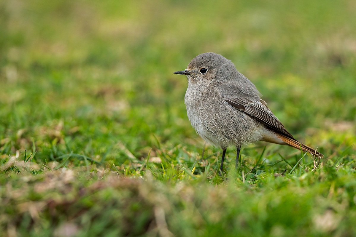 Codirosso spazzacamino femmina