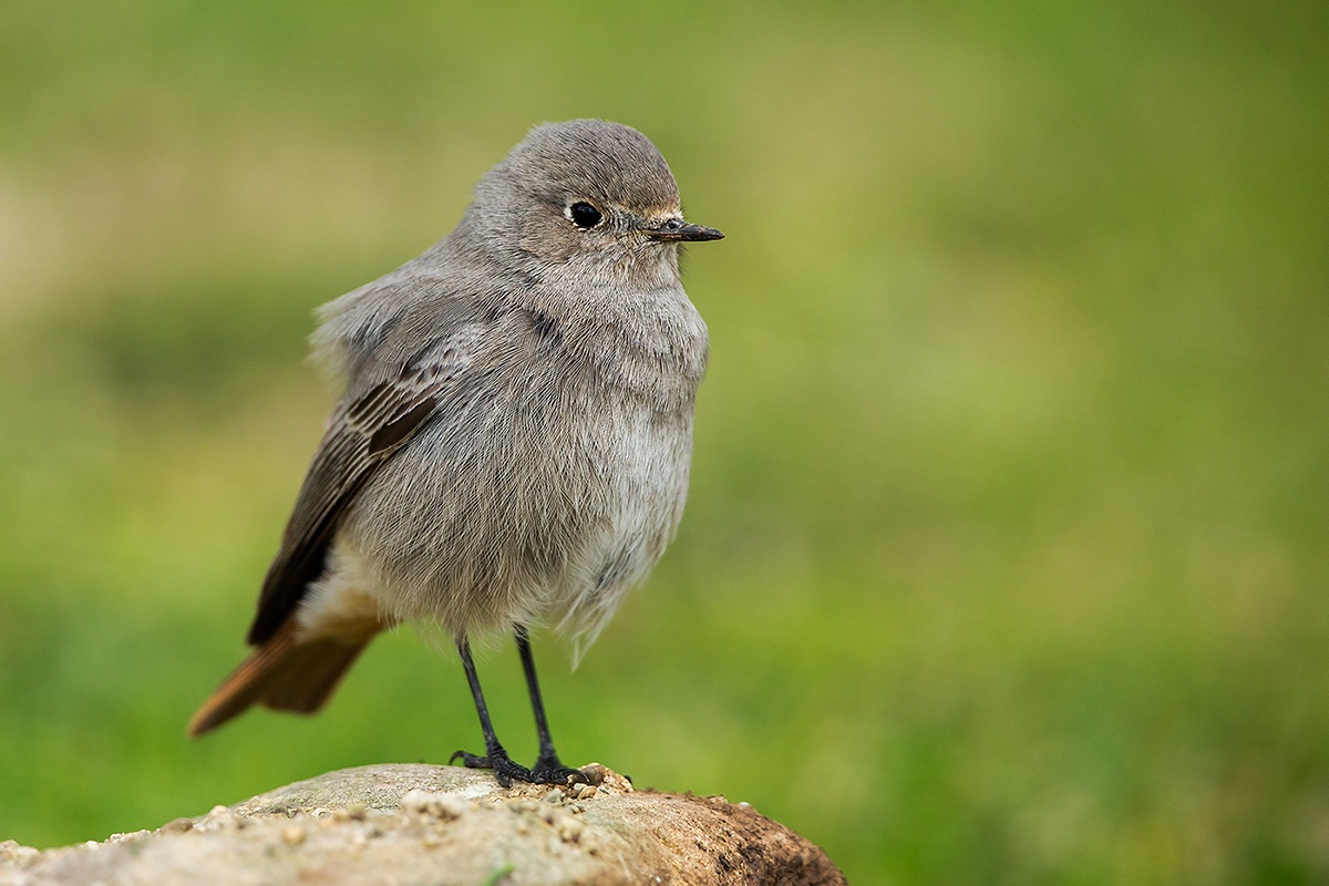 Codirosso spazzacamino femmina