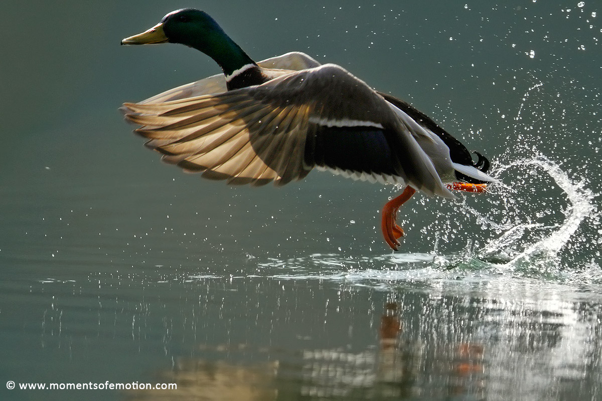 the flight of the Germano