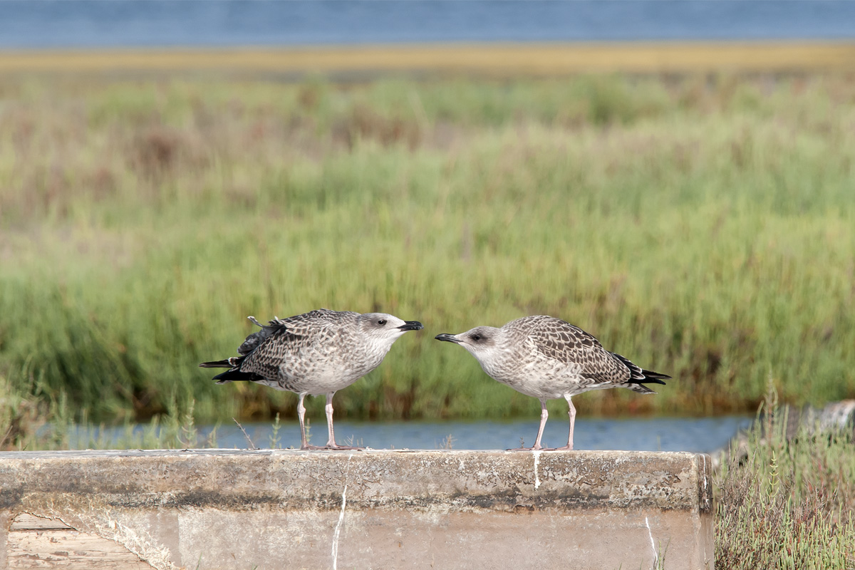 Piccoli gabbiani crescono