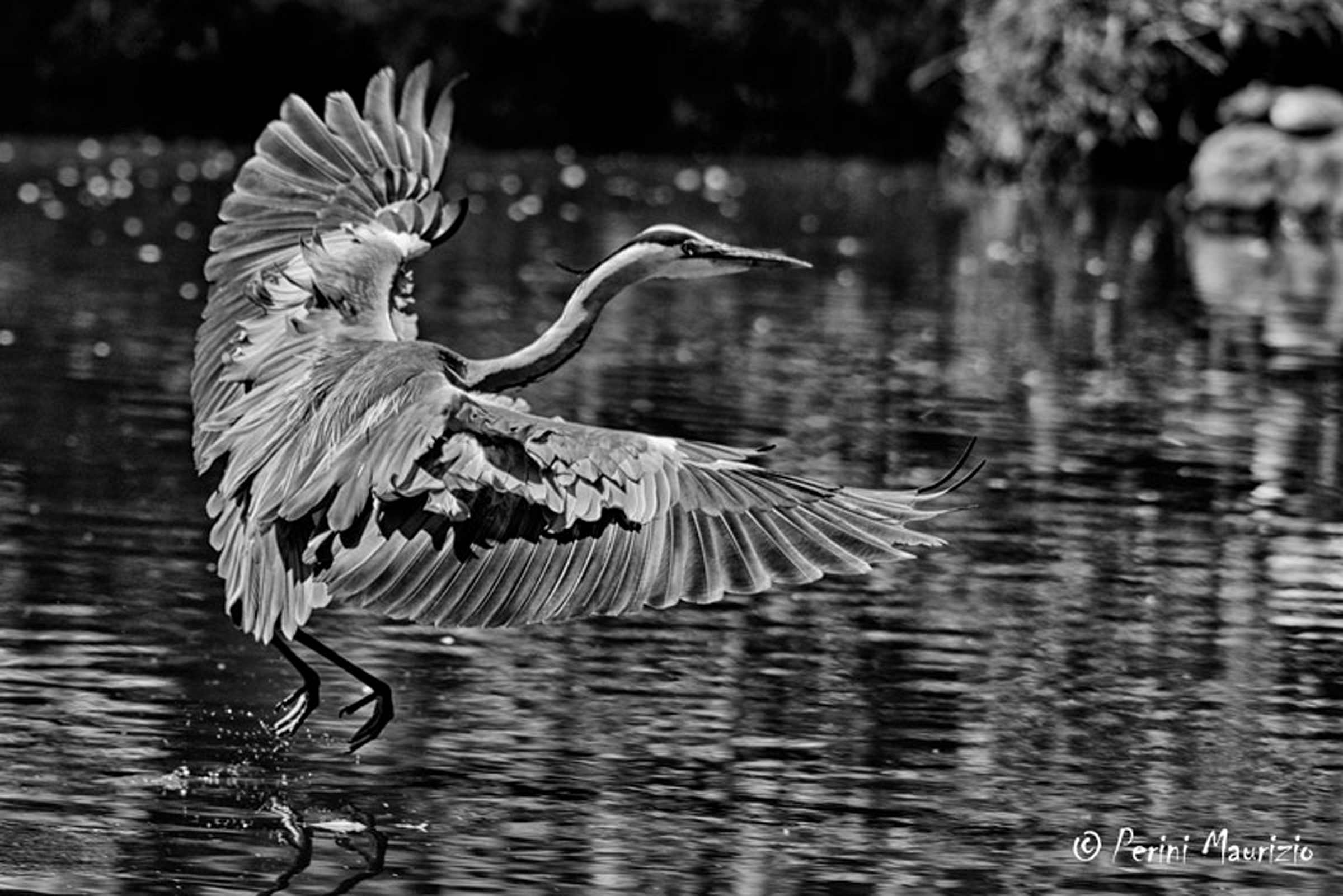 Grey Heron