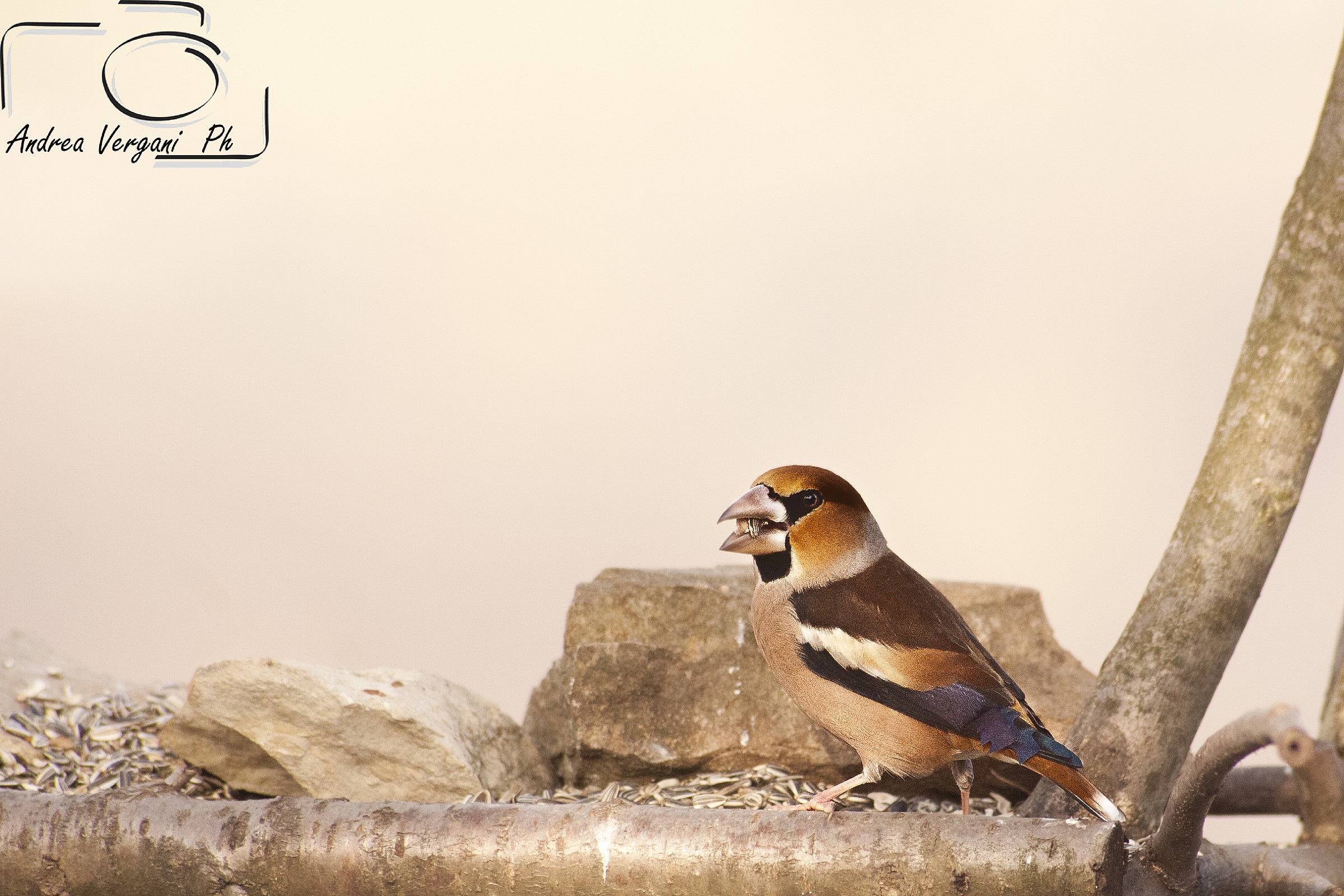 Hawfinch