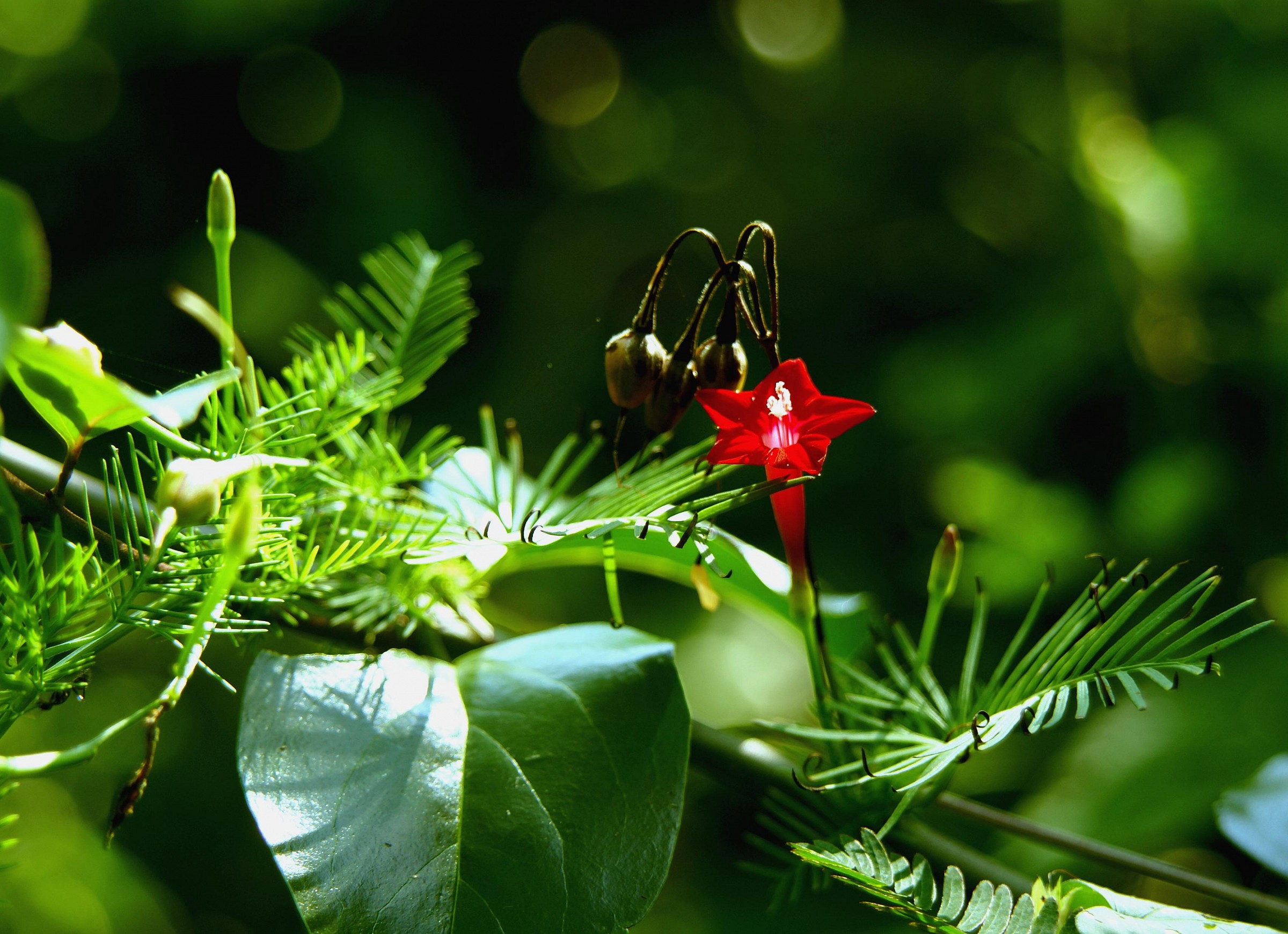 Little something Red