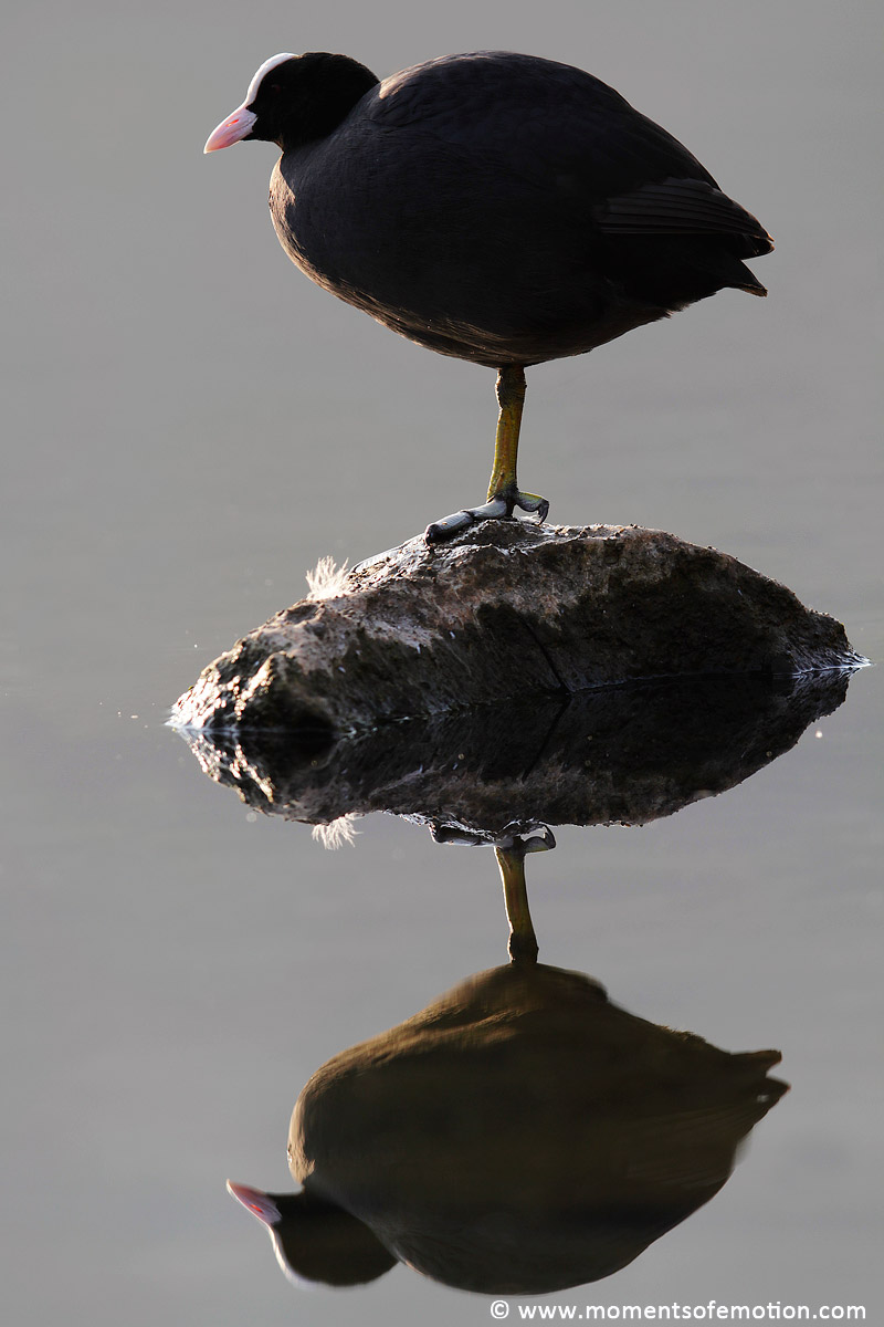 Coot Mirror