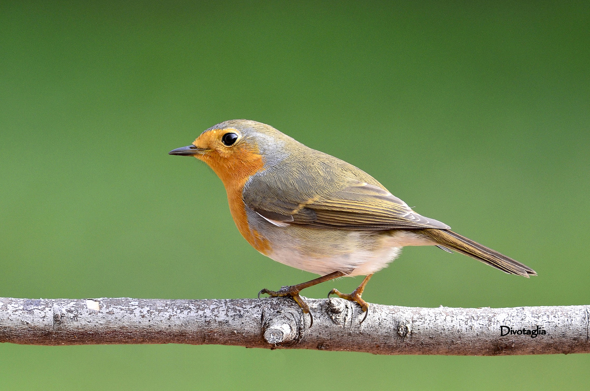 Robin (Erithacus rubecula)
