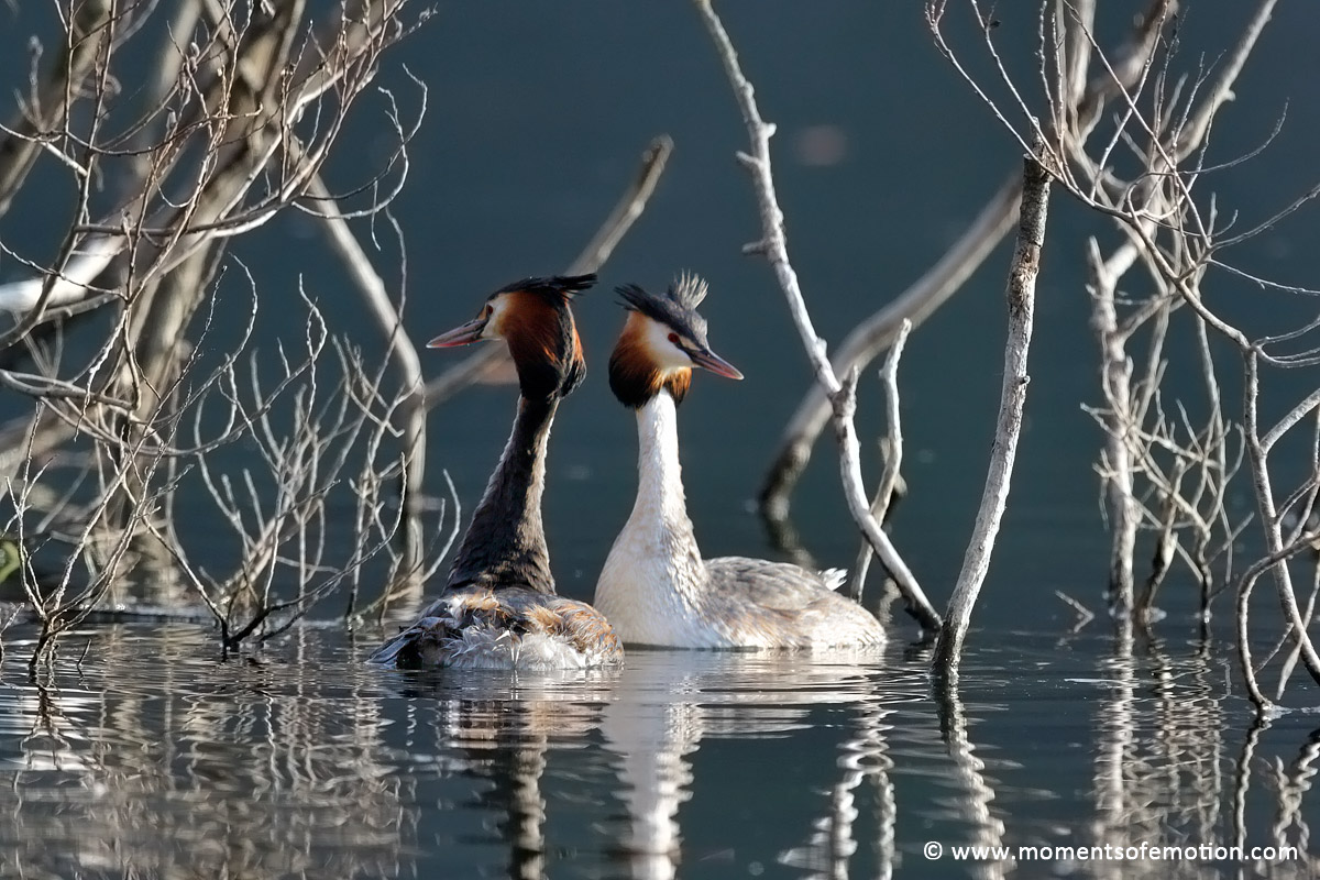 Grebes - Preliminary coupling