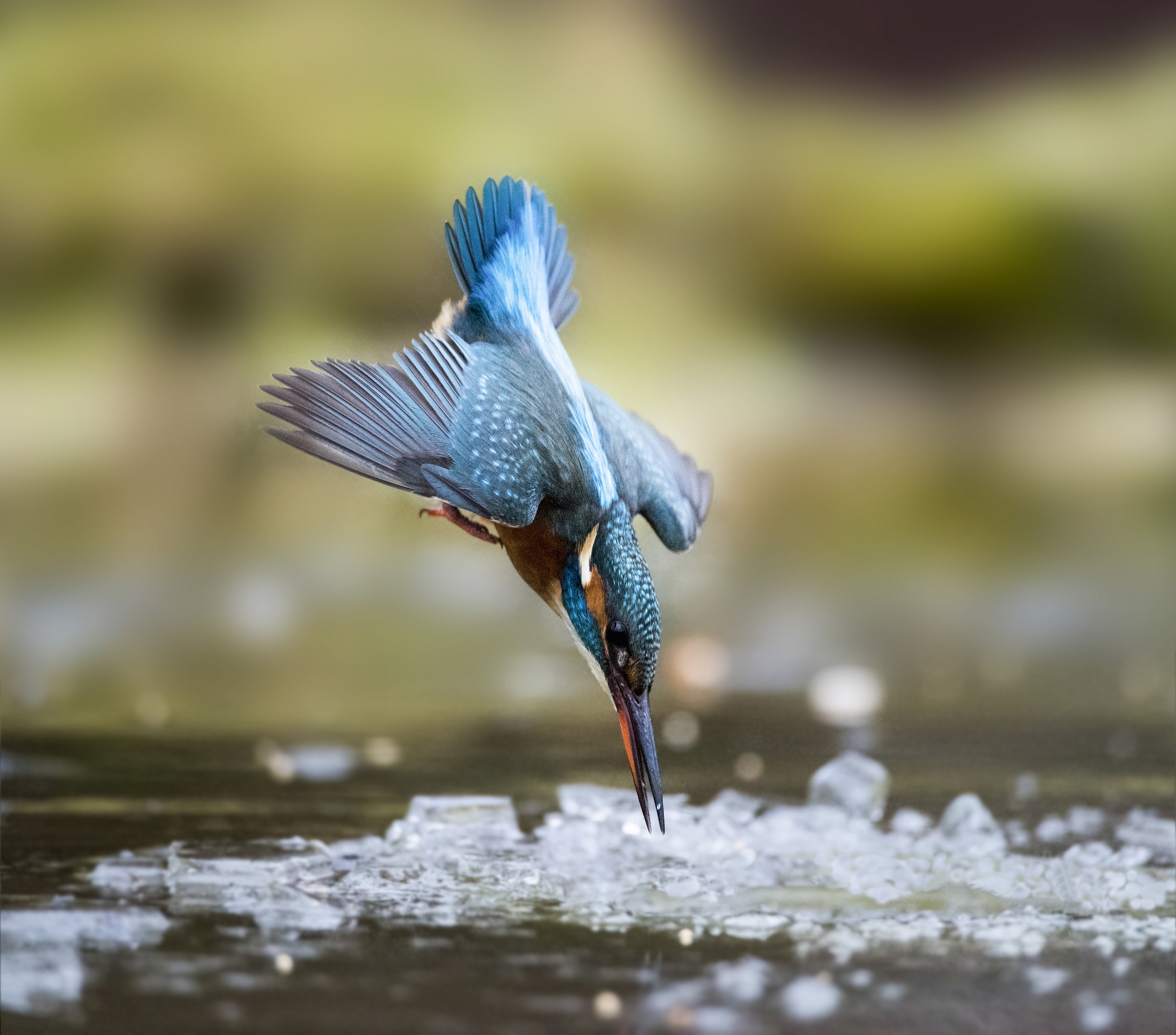 Un tuffo fra il ghiaccio