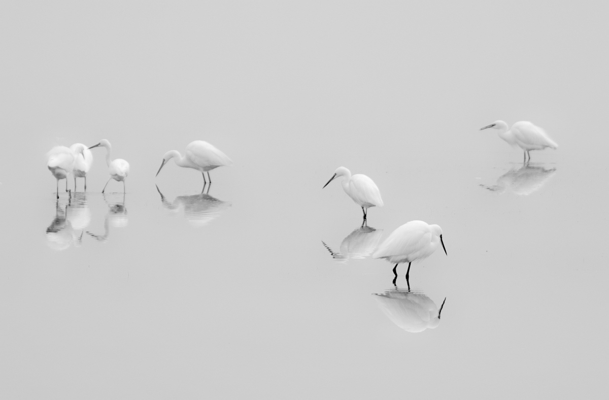 group of egrets
