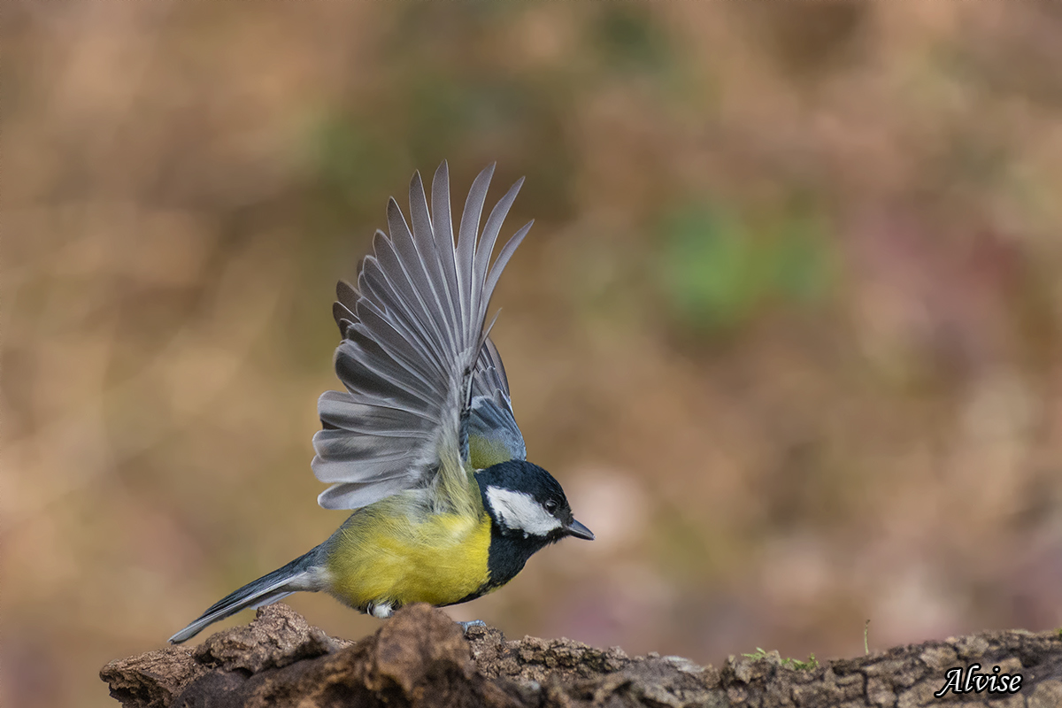 Great Tit (Parus major)