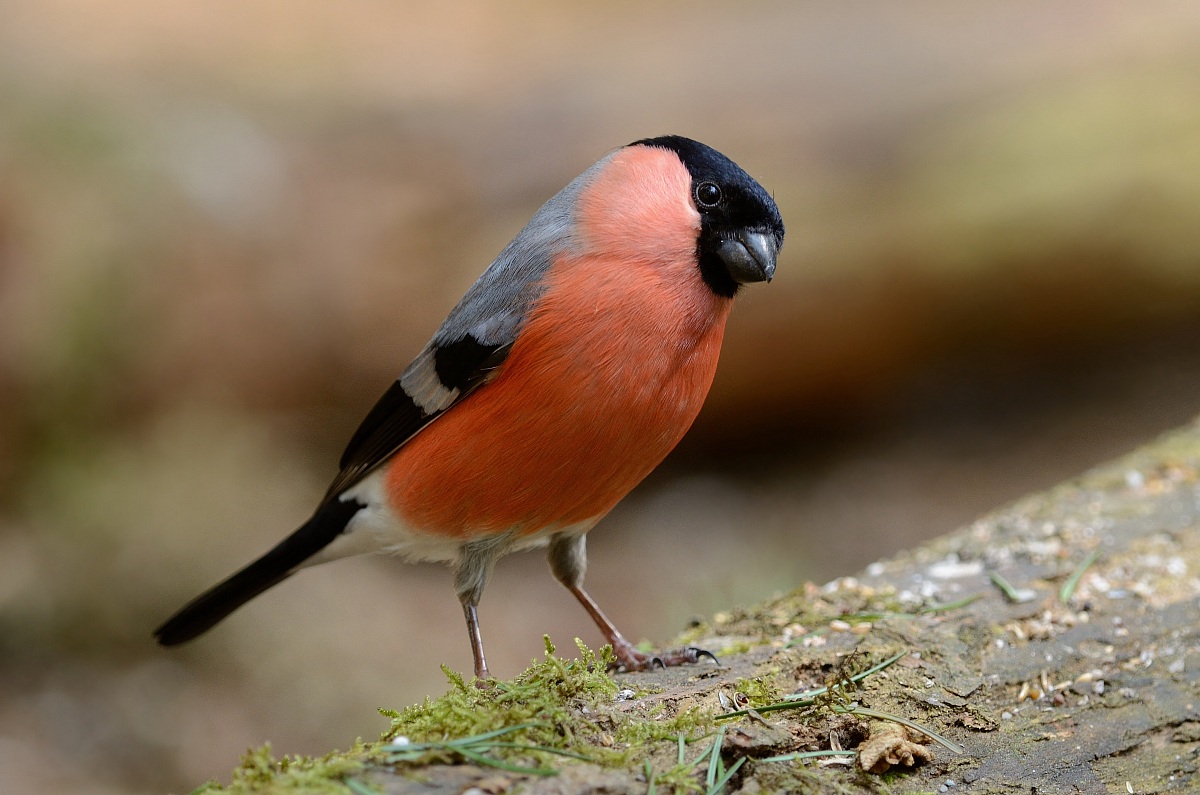 Bullfinch - II