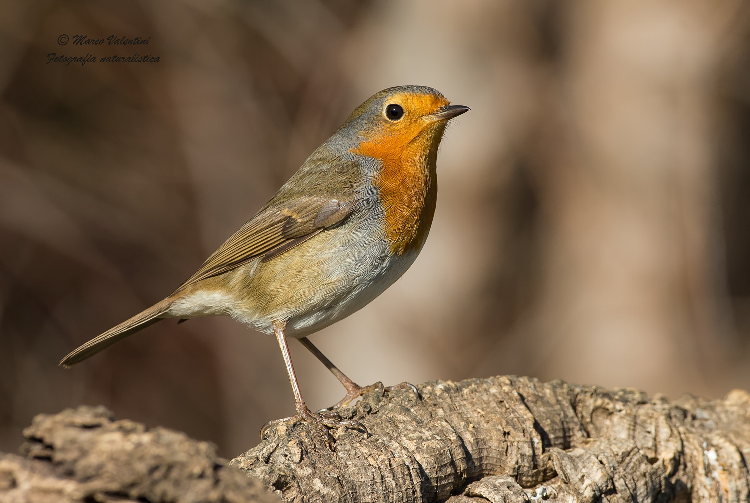 Il paggio dell'inverno