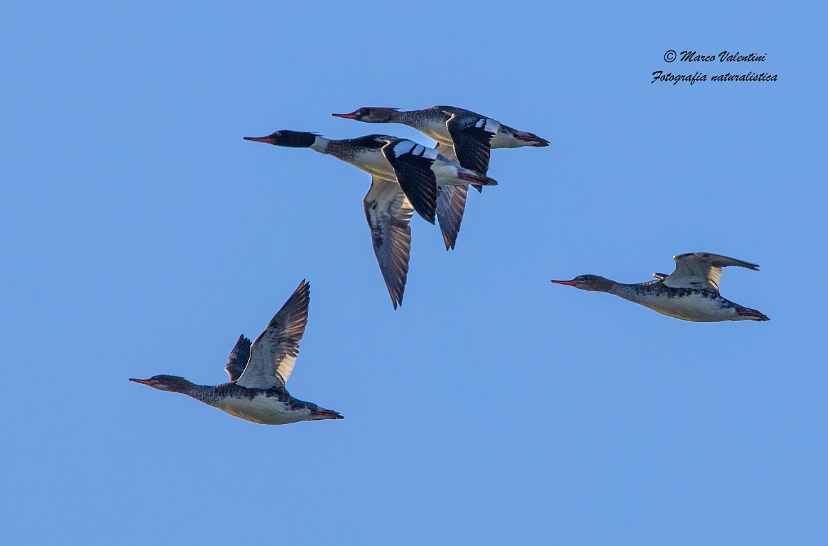 The flight of mergansers in Italy ...