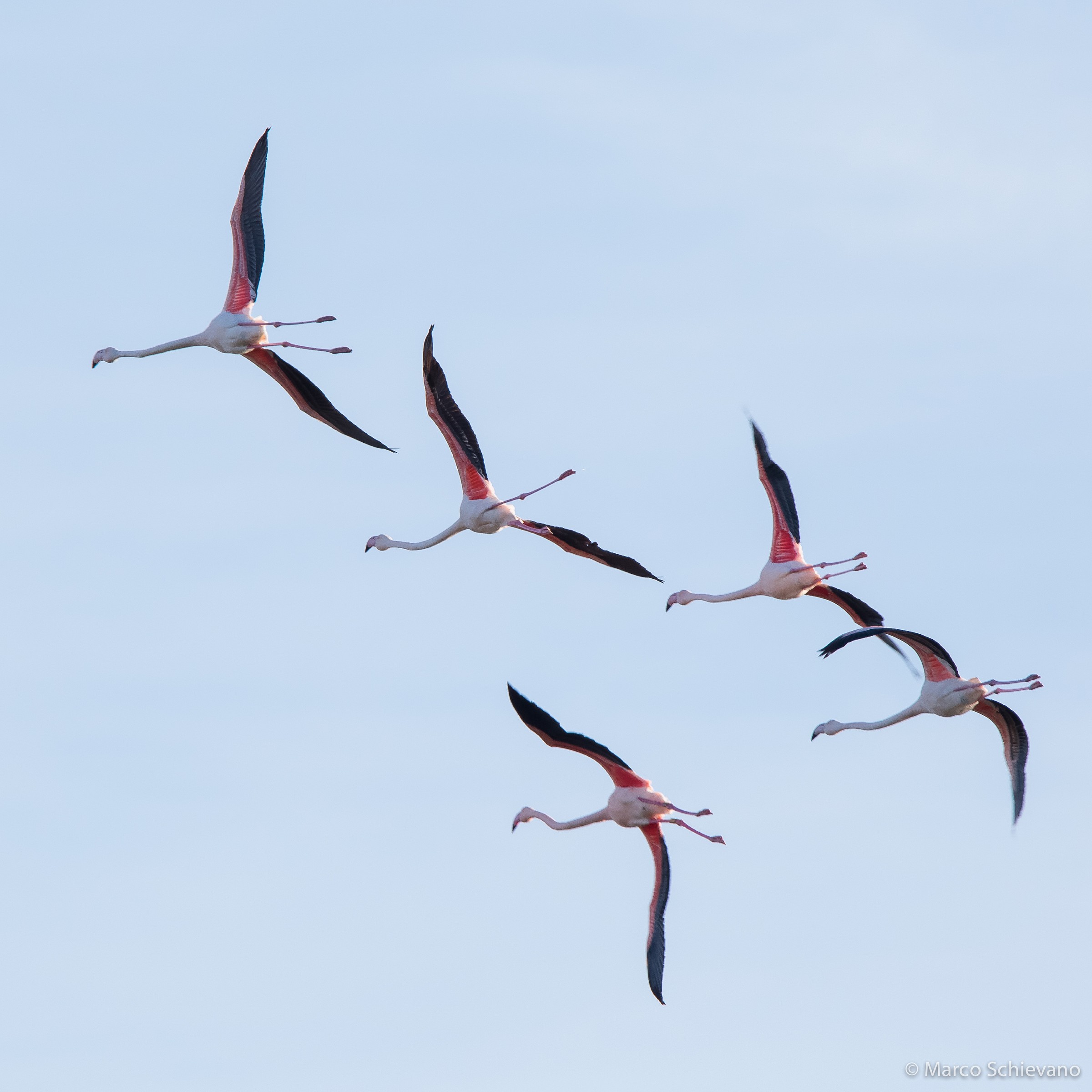 Flamingos in flight
