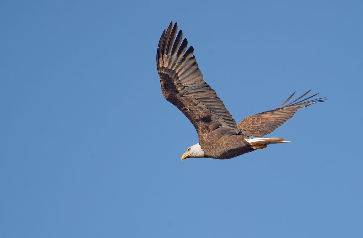 Bald Eagle