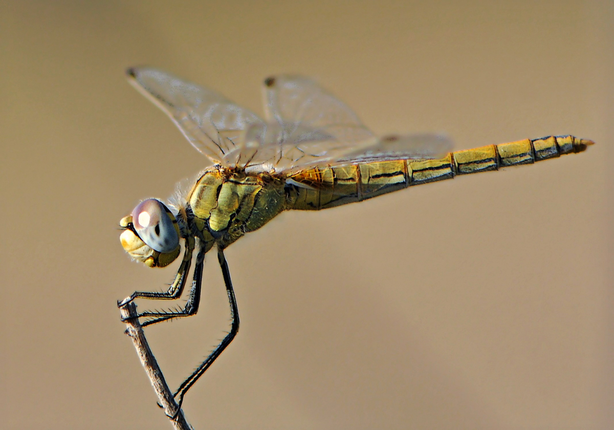 Libellula