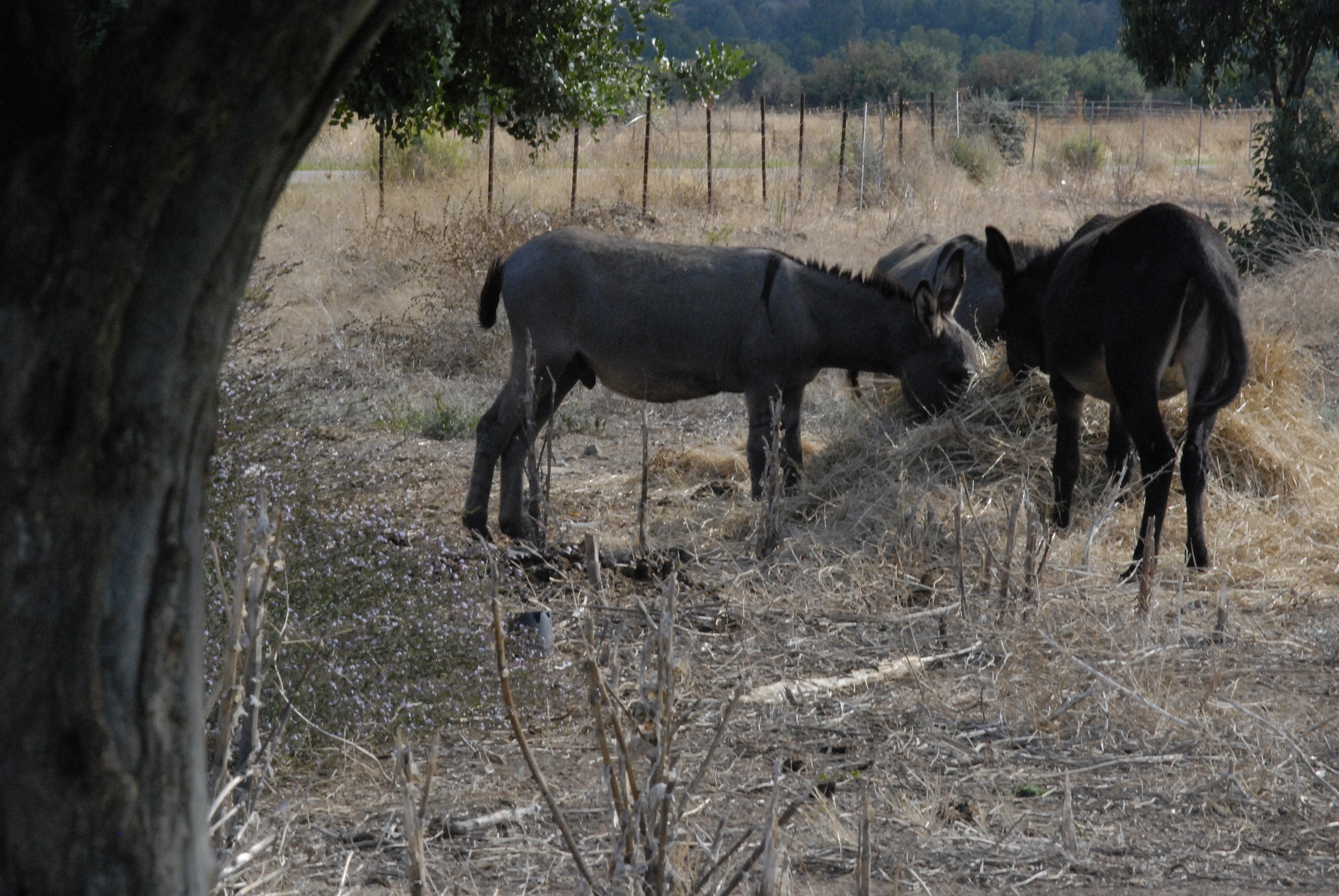 Farm St. Lucia, Assemini