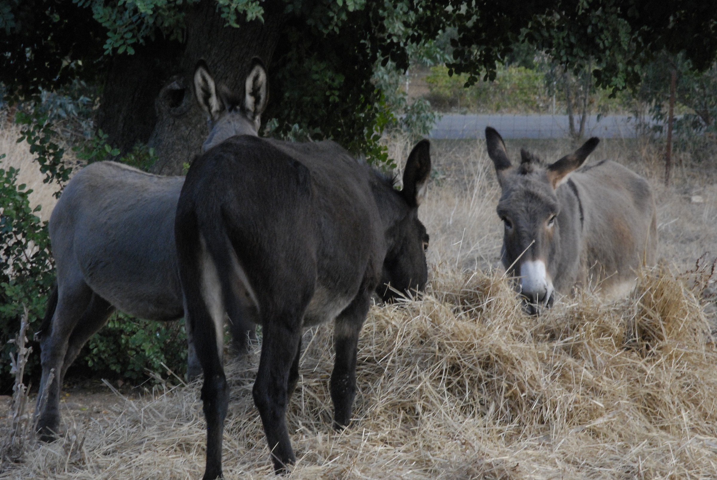 Farm St. Lucia, Assemini