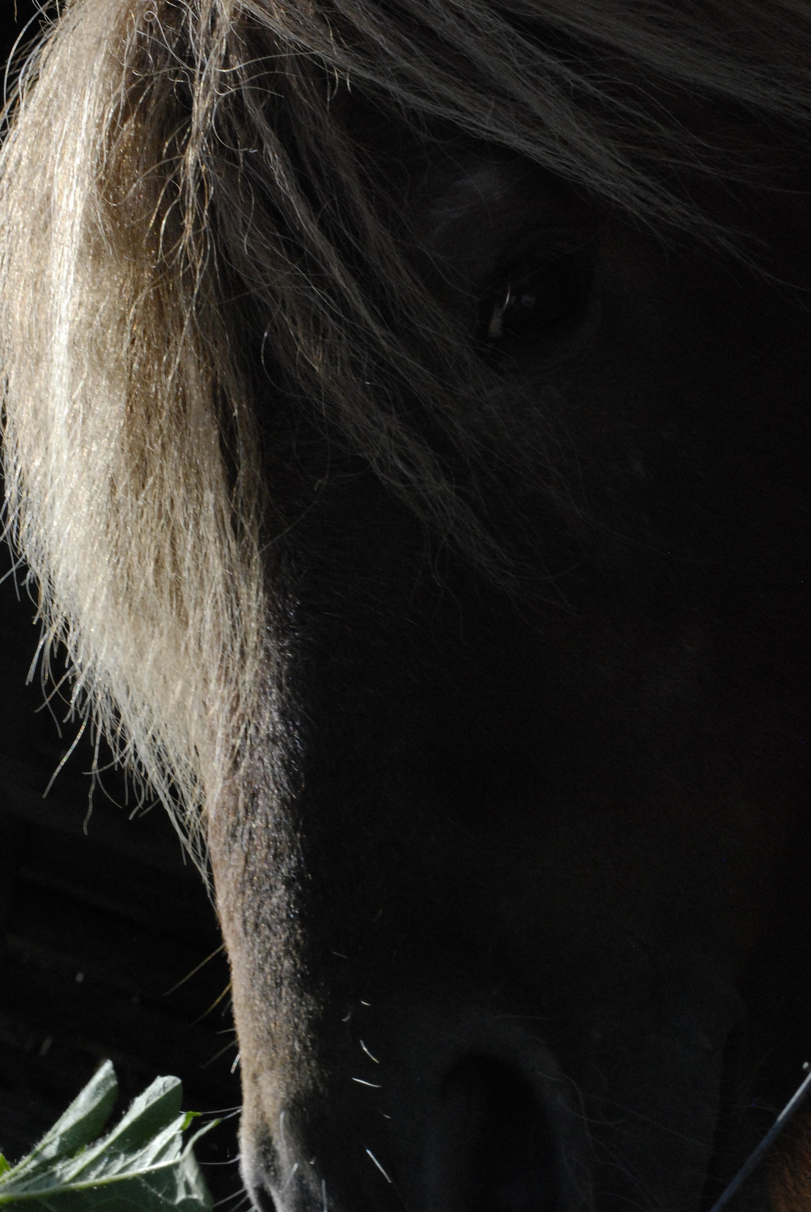 Farm St. Lucia, Assemini