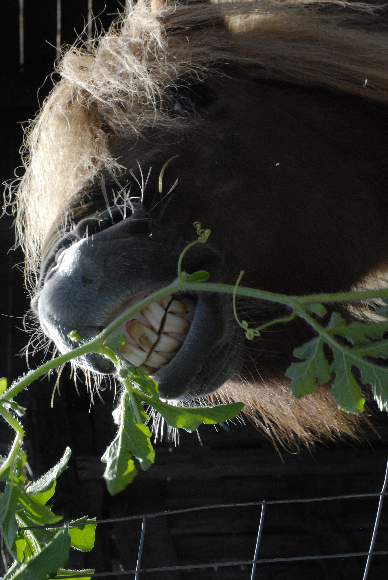 Farm St. Lucia, Assemini