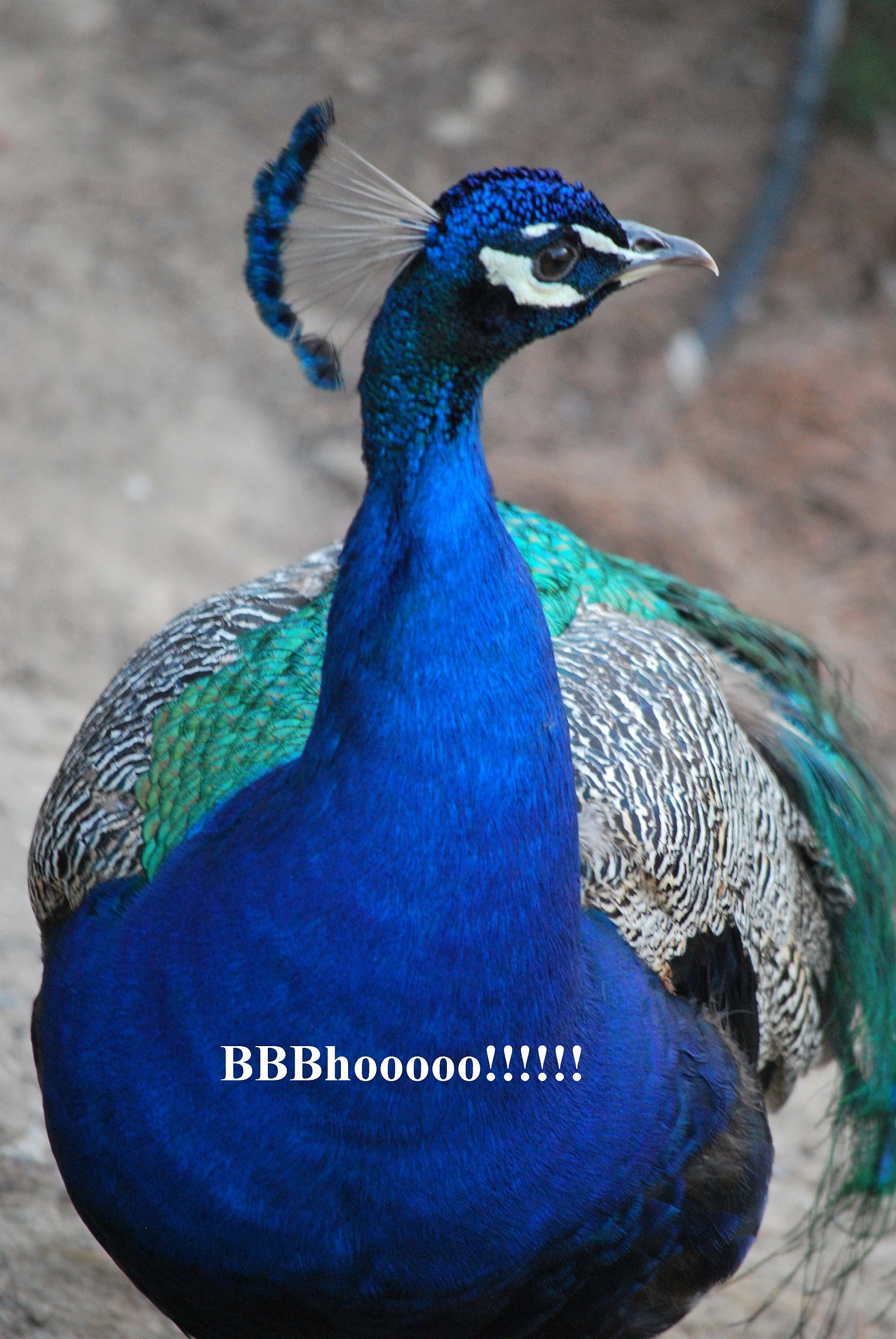 Monte Urpinu July 2014