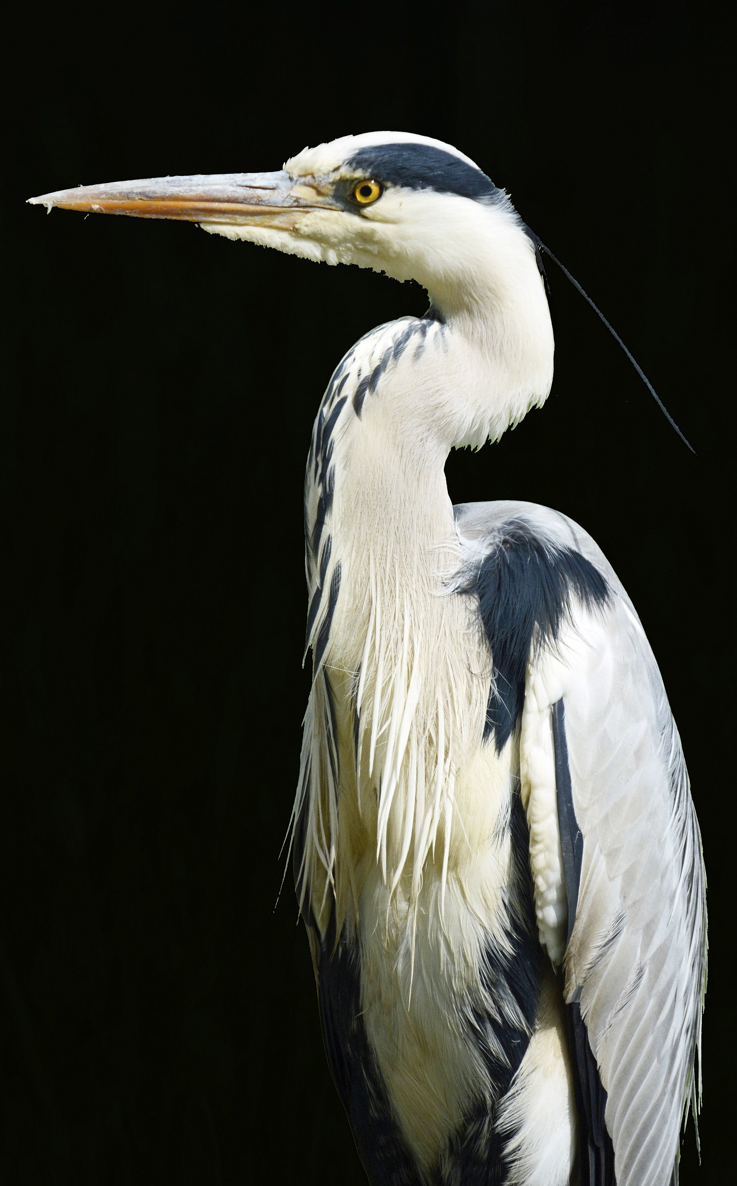 portrait of heron