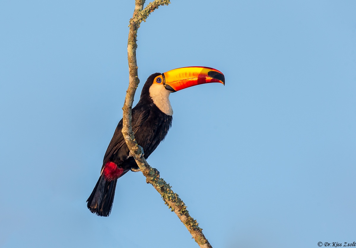 Toco toucan