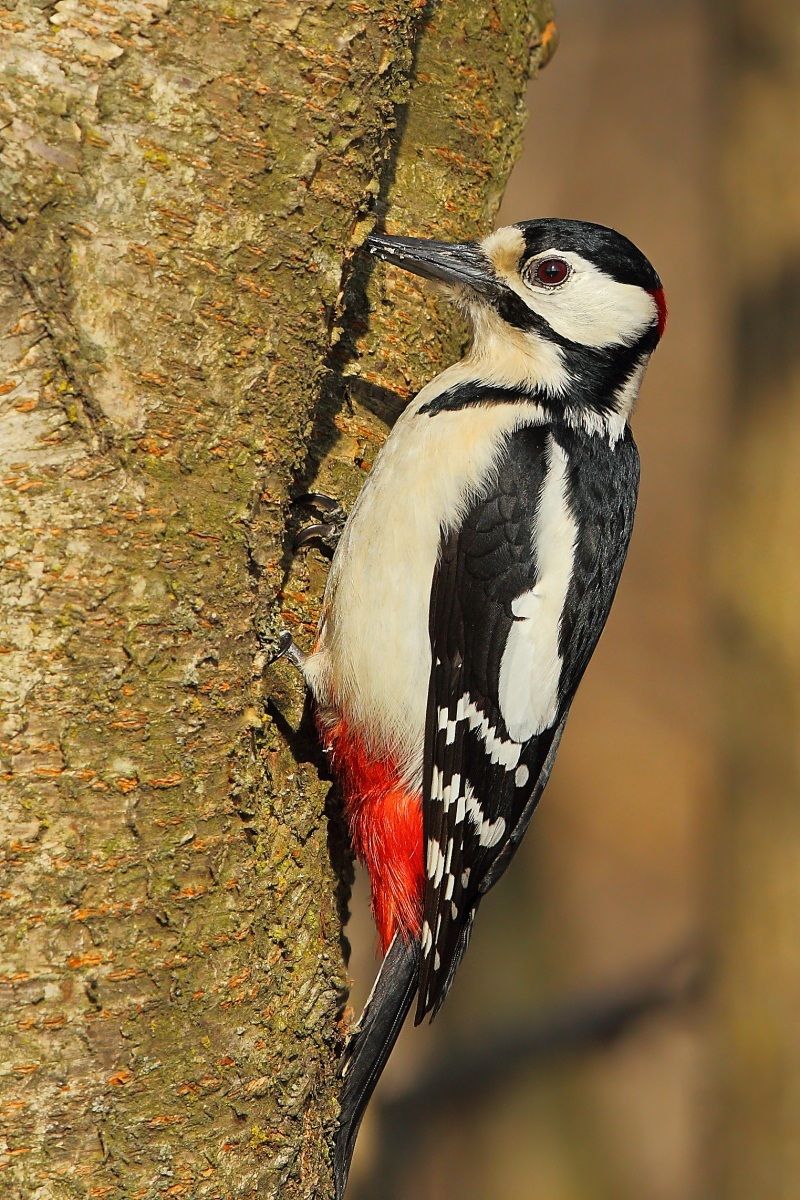 Picchio rosso maggiore m