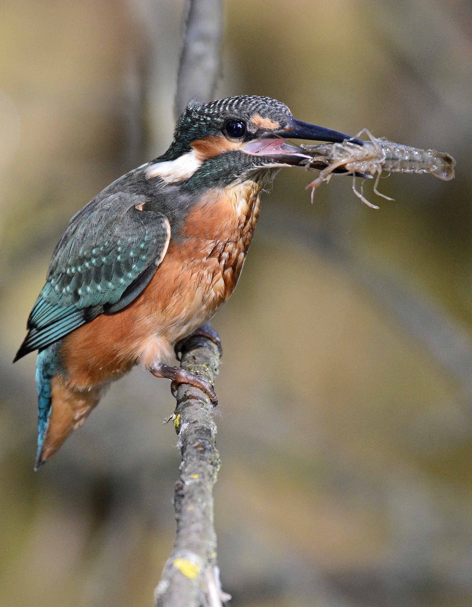 kingfisher and shrimp
