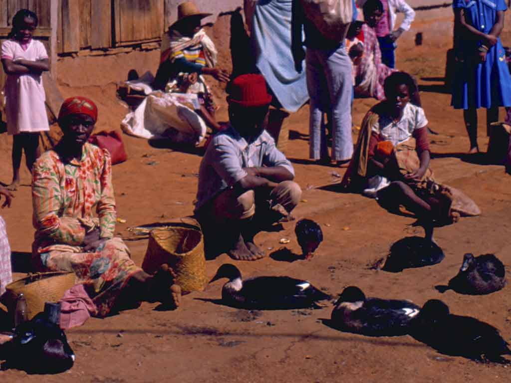 Market Madagascar