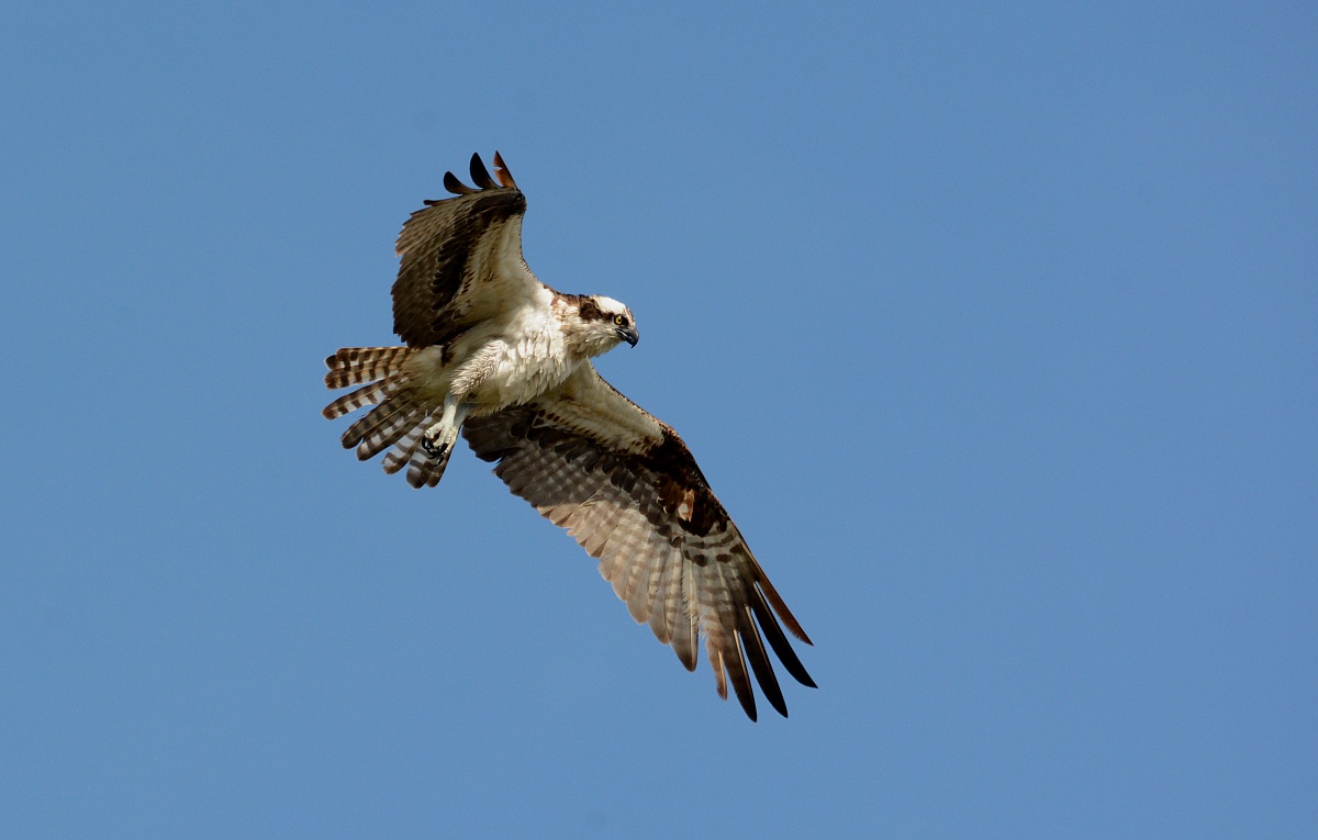 Osprey