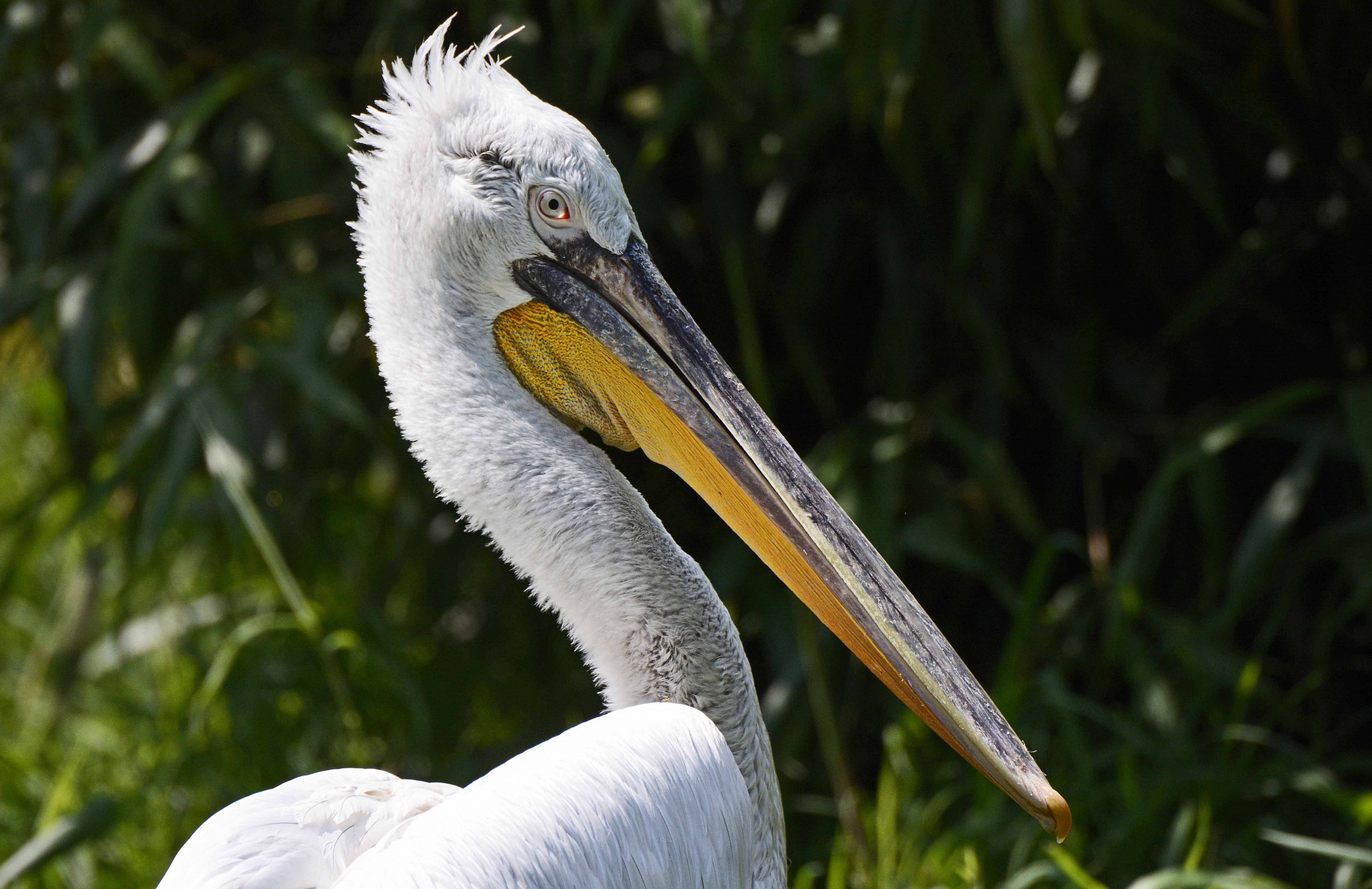 Pelican Riccio
