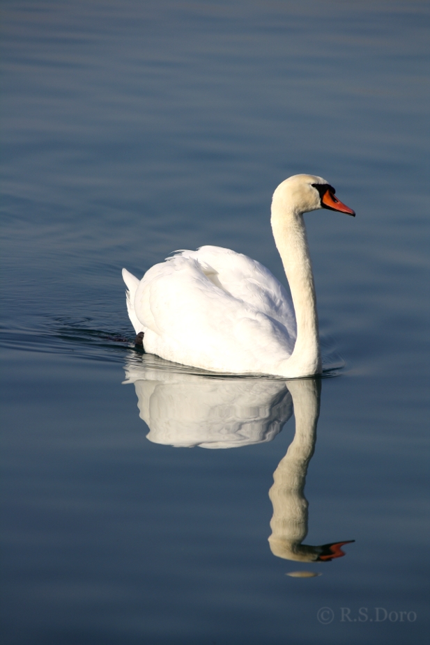 lone swan on the lake