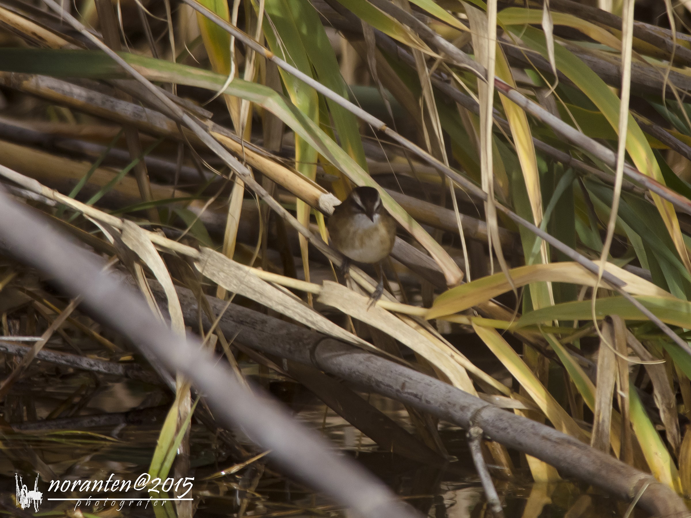 Forapaglie Castagnolo
